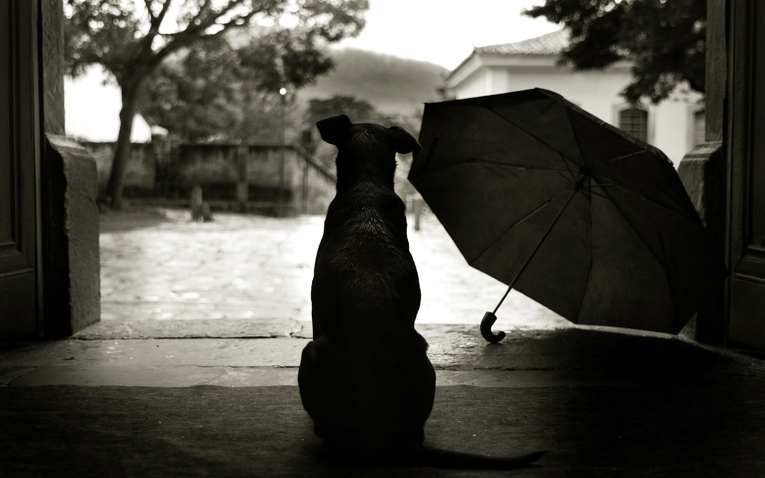 2560x1600 Dog-Waiting-Rain