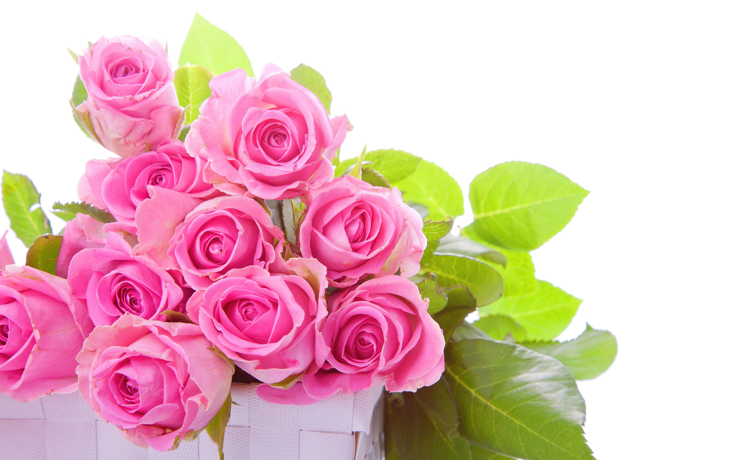 2560x1600 pink rose flower images pictures hd wallpapers desktop wallpapers high  definition monitor download free amazing background photos artwork  2560Ã1600 ...