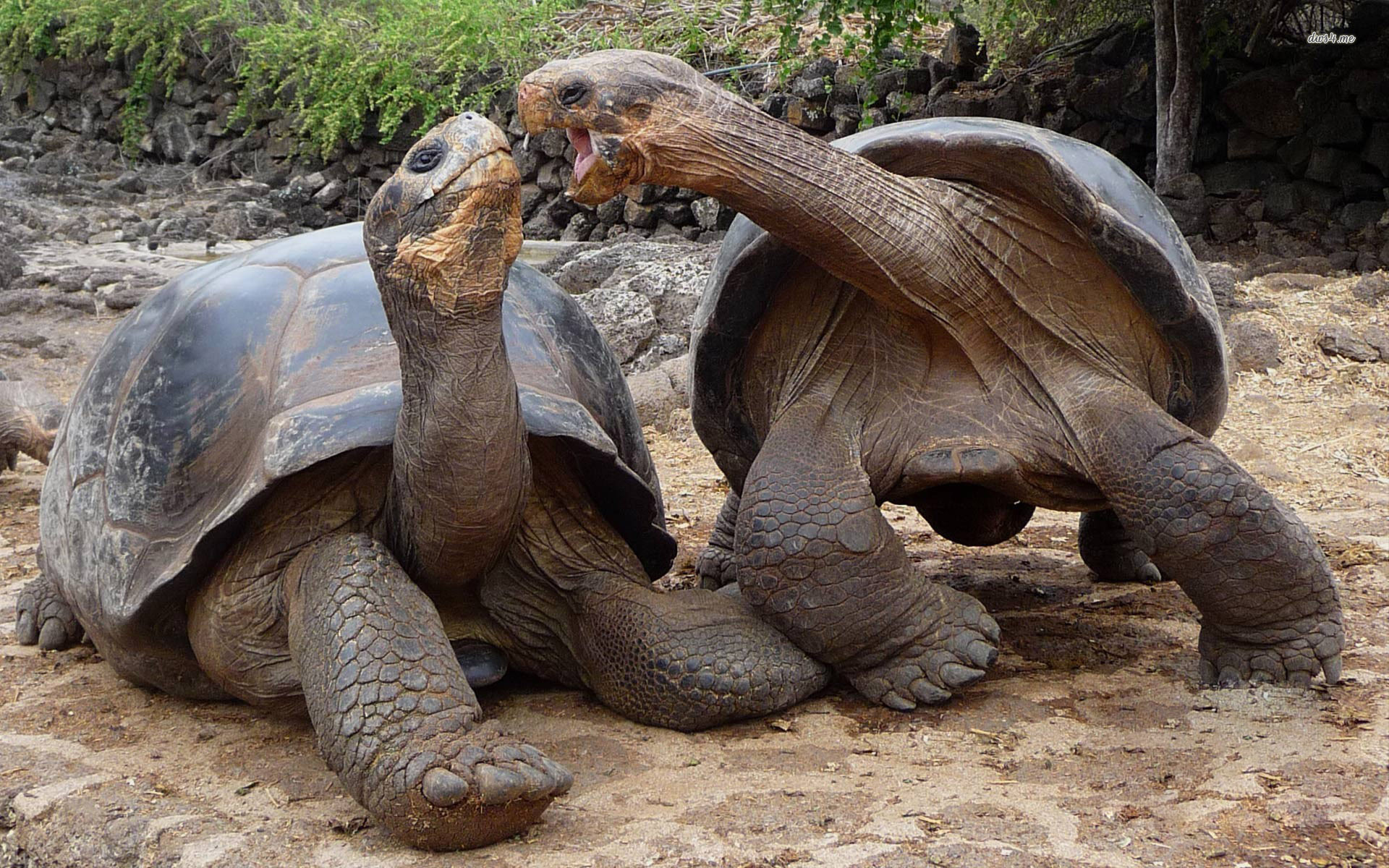 1920x1200 Aldabra giant tortoise | Aldabra giant tortoise wallpaper - Animal  wallpapers - #9484