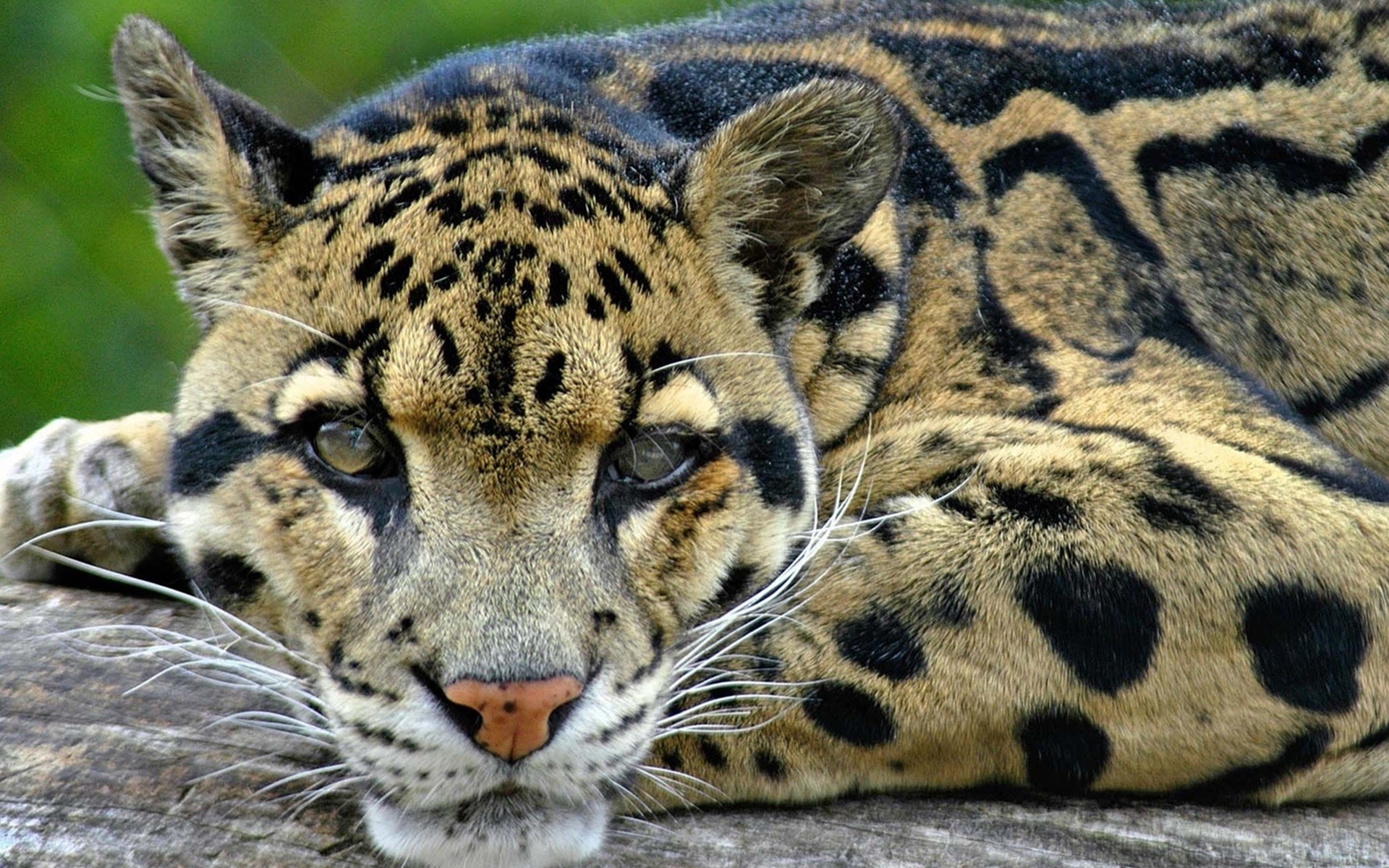 1920x1200 Clouded Leopard Photography