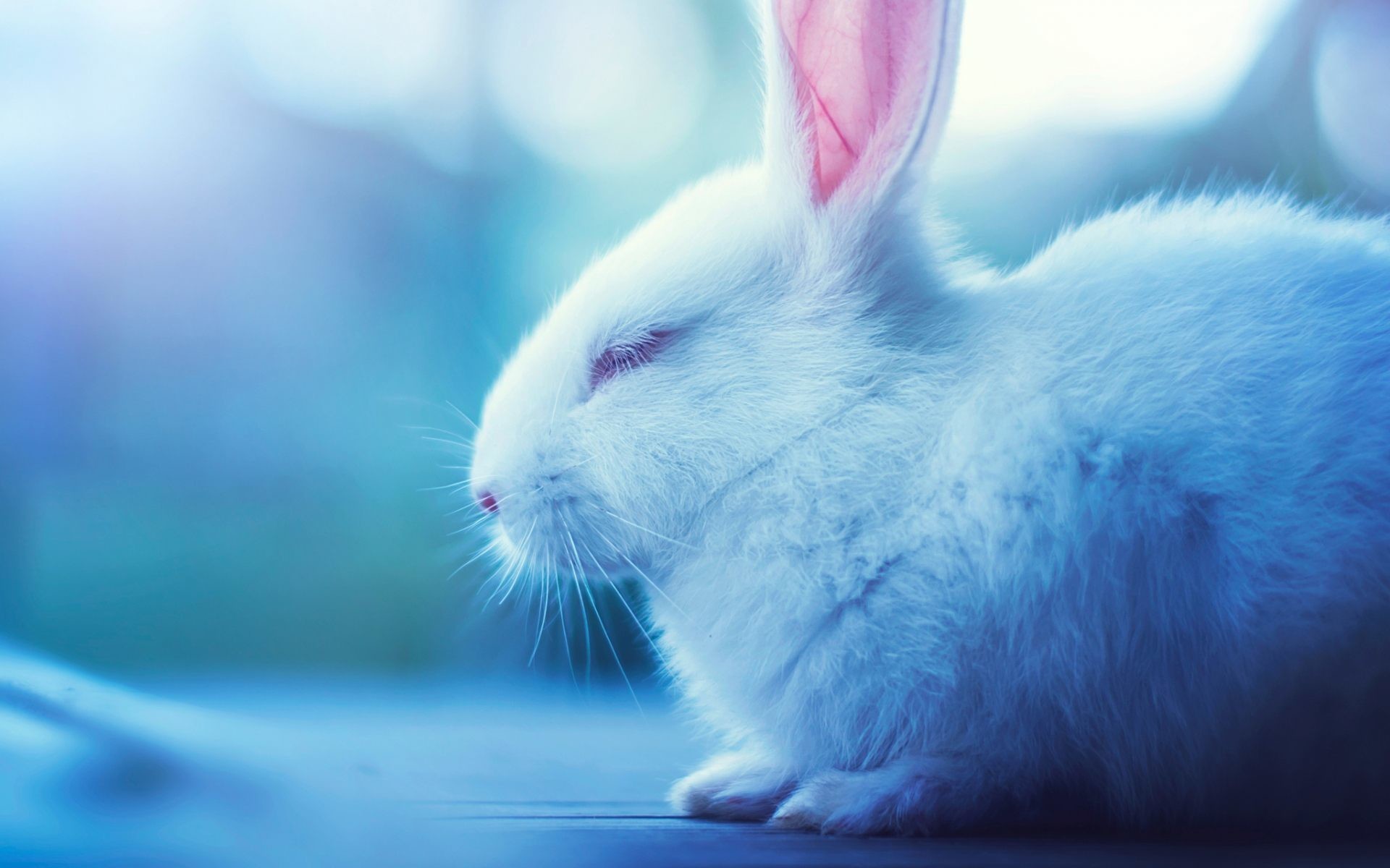 1920x1200 Cute Bunny Backgrounds Page 1