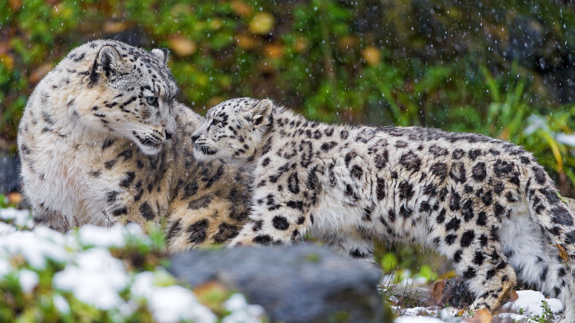 1920x1080 best images about snow leopards on Pinterest Animals Â· Baby LeopardSnow ...