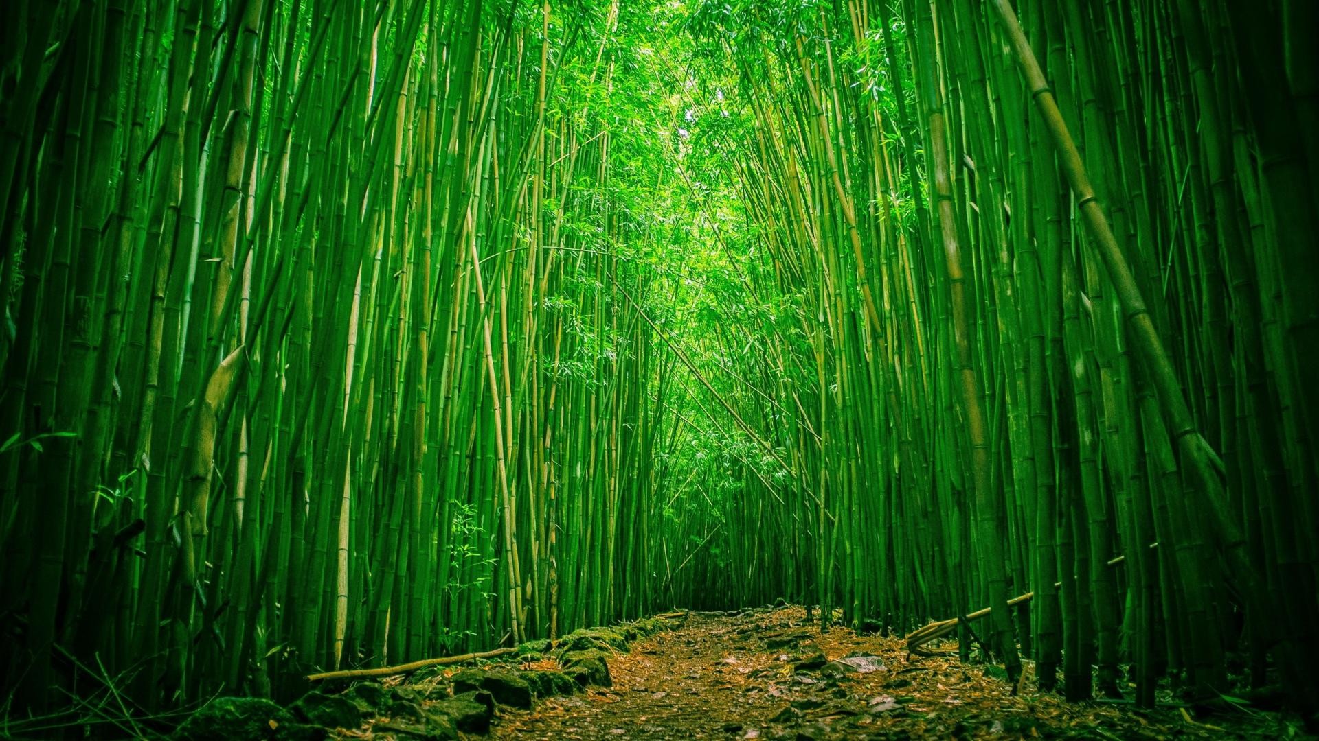 1920x1080 2560X1600 Bamboo Forest Desktop ...