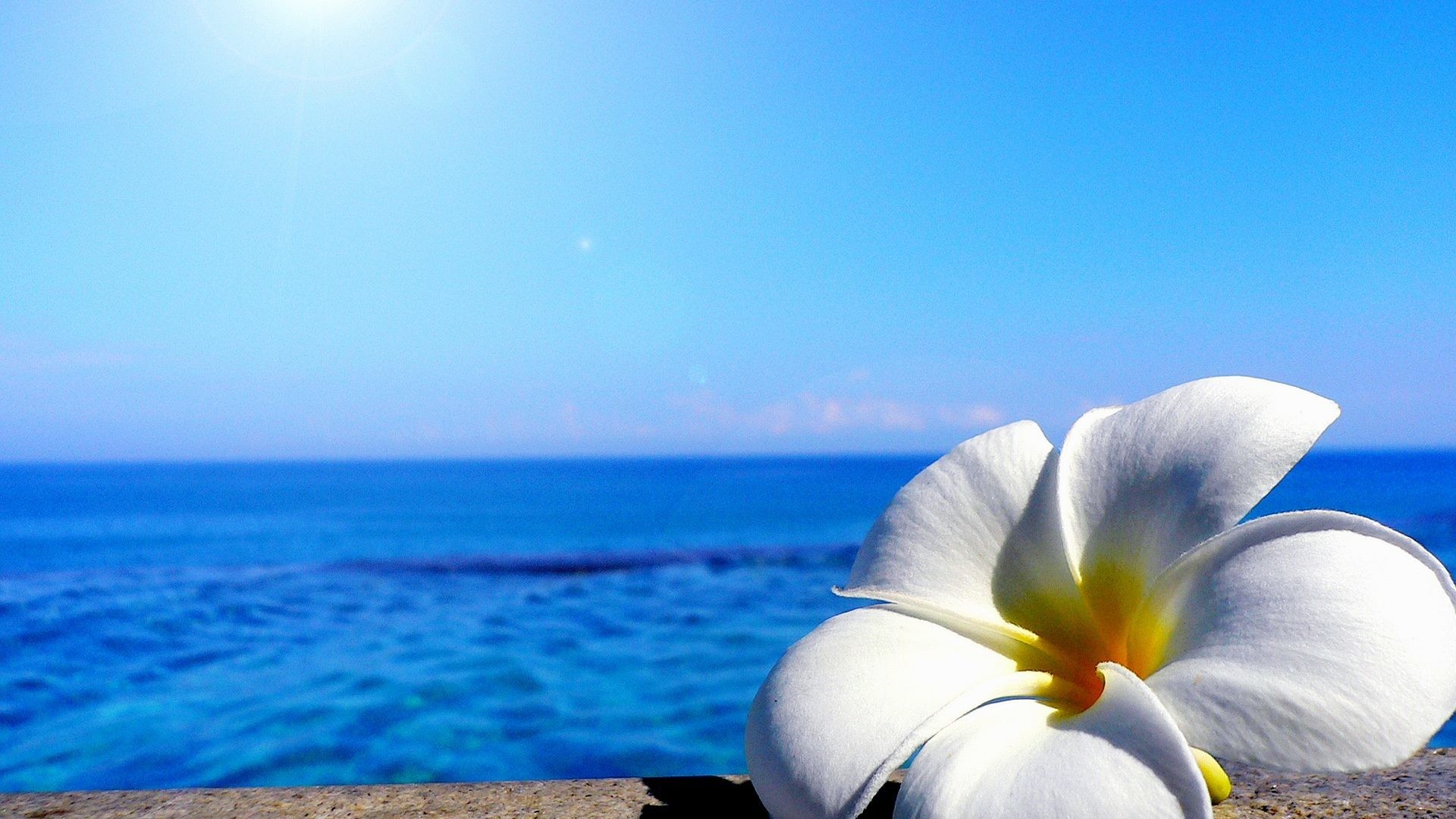 1920x1080 Plumeria Tag - Beach Delicate Sunlight Flower Plumeria Summer Flowers  Wallpapers Desktop Free Download for HD