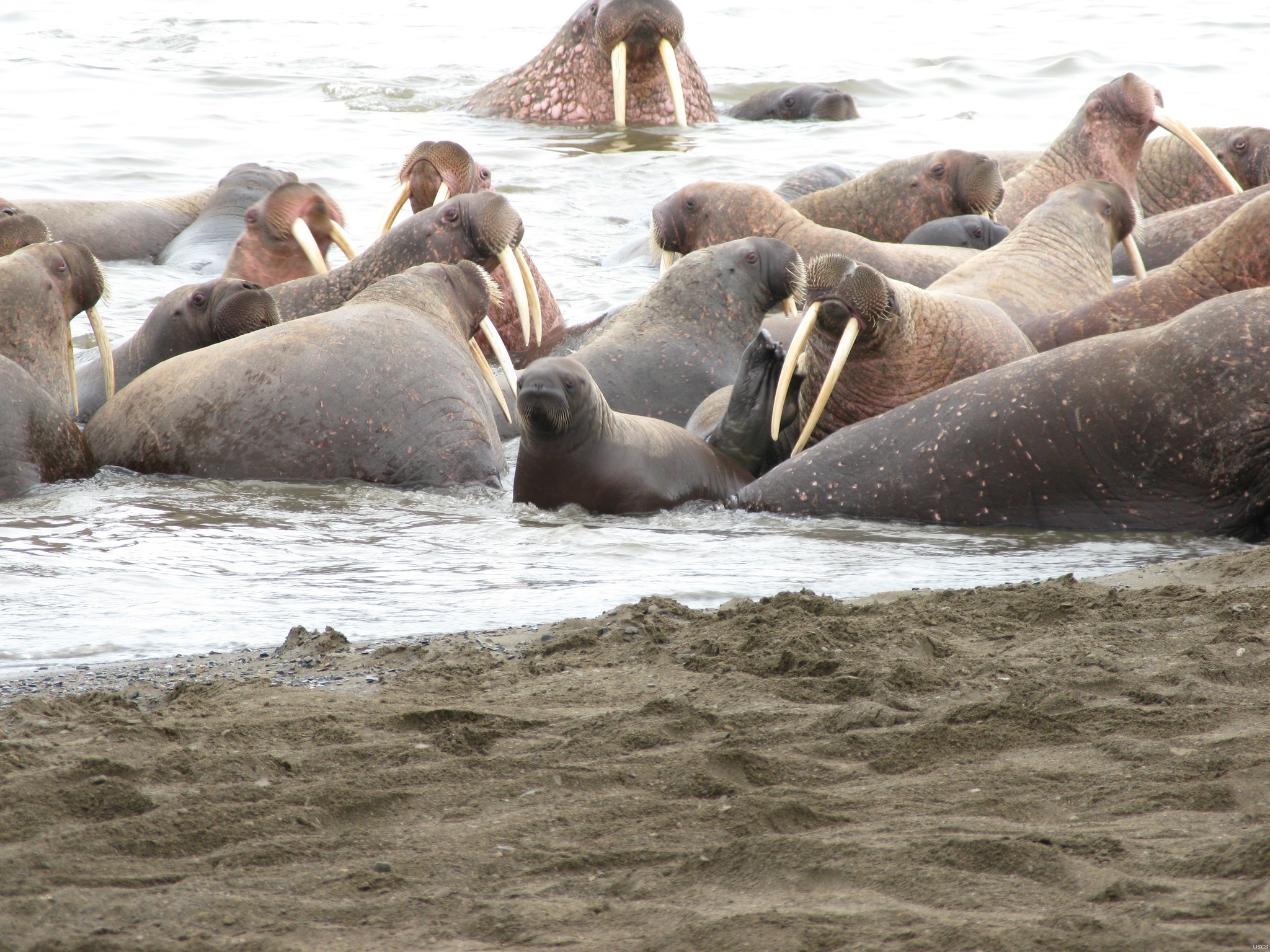 2048x1536 35,000 walruses congregate on Alaska shore, face dangers as sea ice  dwindles - LA Times