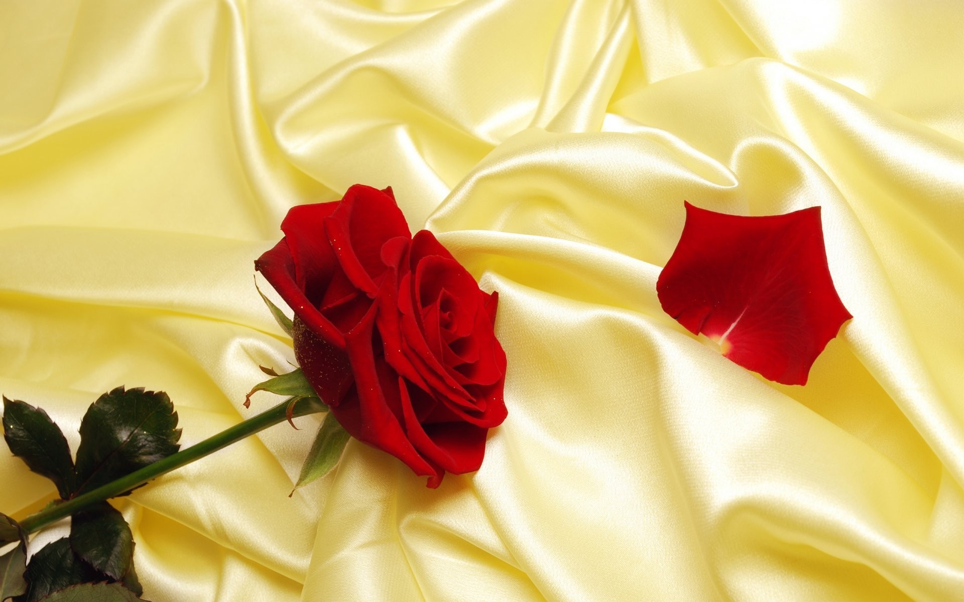 1920x1200 satin silk rose petals cloth