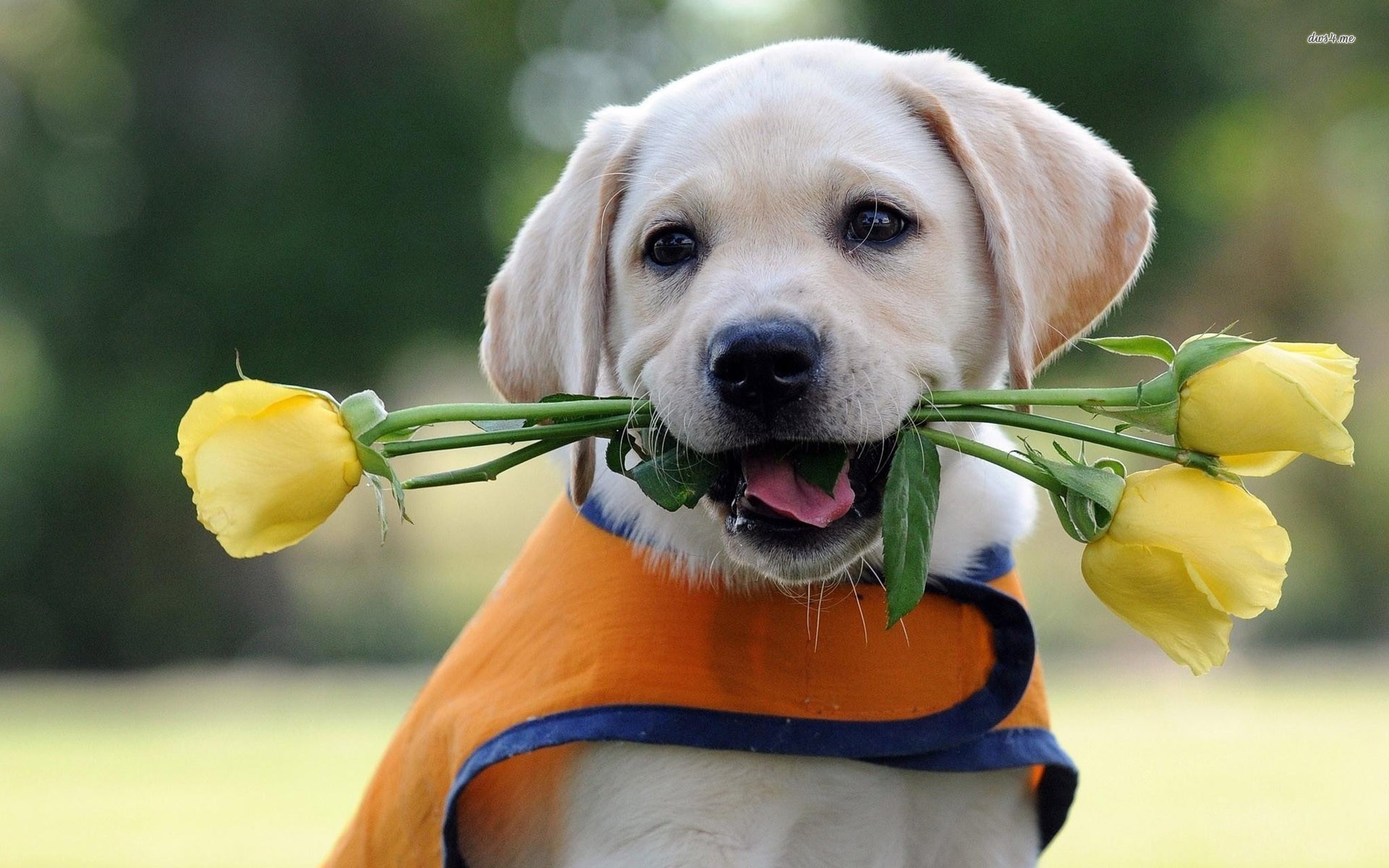 1920x1200 Labrador puppy with yellow roses Animal HD desktop wallpaper, Rose wallpaper,  Dog wallpaper, Puppy wallpaper, Labrador wallpaper - Animals no.
