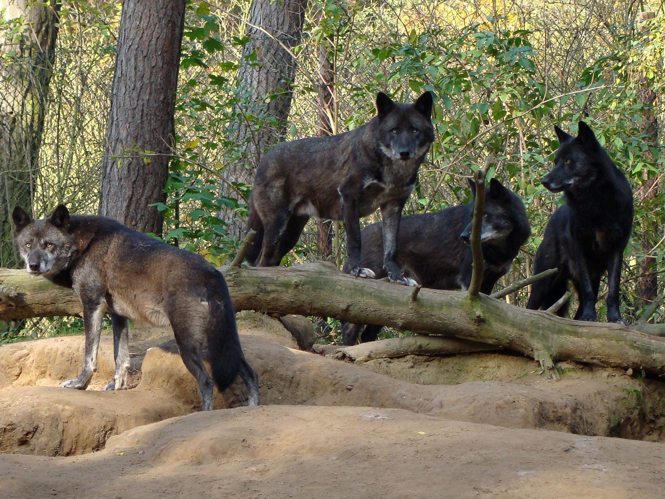 2193x1644 nice pack of black wolves in the forest wallpaper