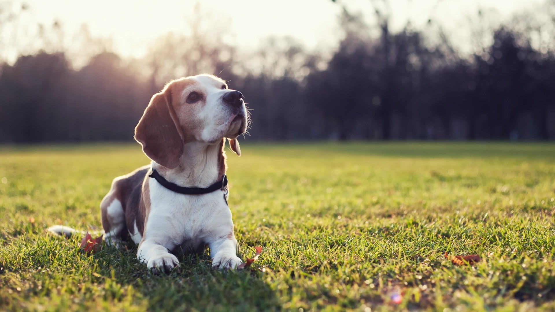 1920x1080 dog, Beagles, Animals, Sunlight, Grass Wallpapers HD / Desktop and Mobile  Backgrounds