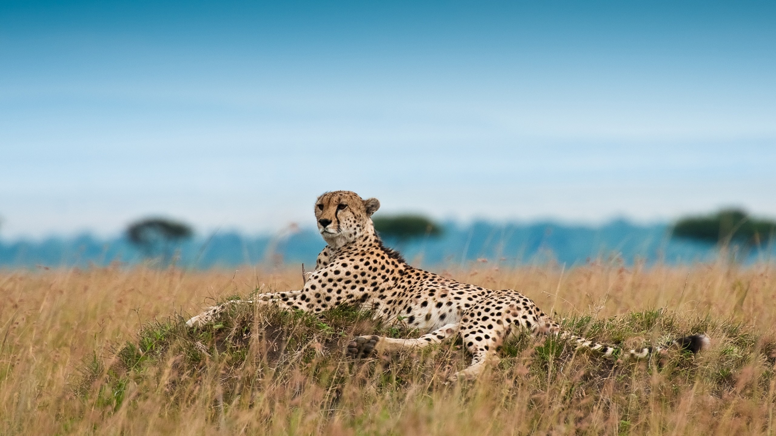 2560x1440  Wallpaper cheetah, leisure, leopard, grass, big cat