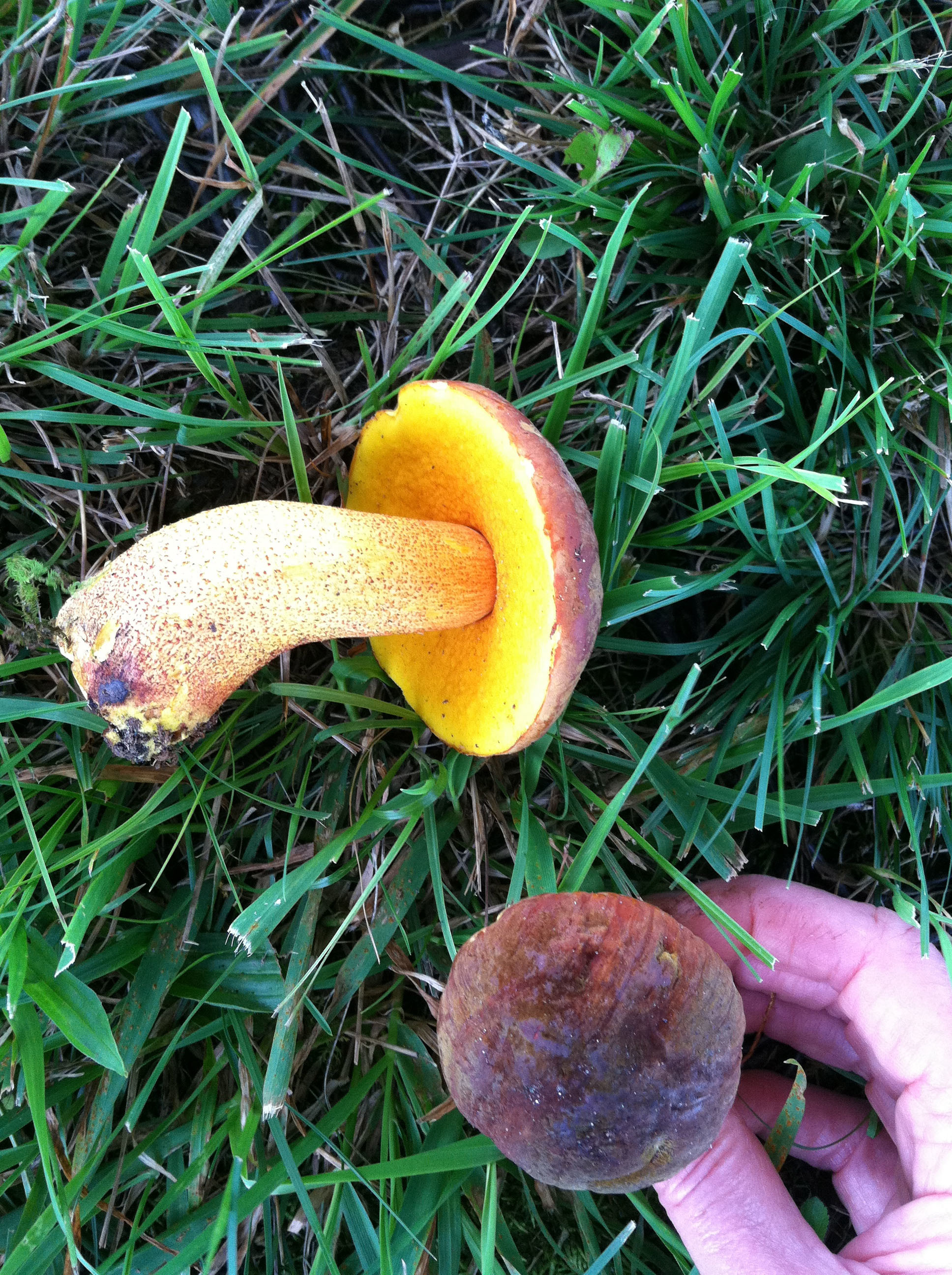 1936x2592 "Find of the Day!" Bridger found this Morris Bolete - a rare and. “