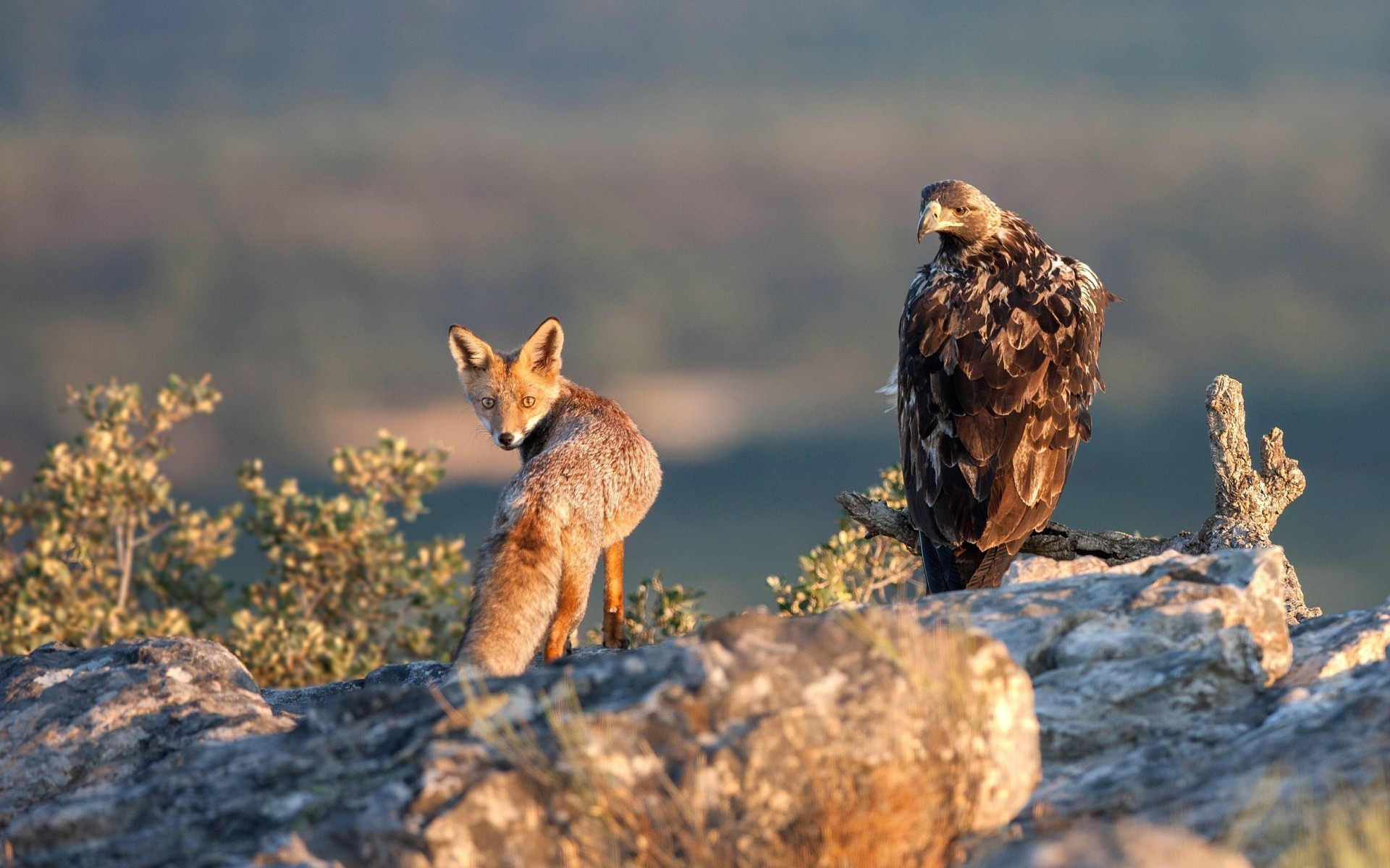1920x1200 The eagle and fox hunting wallpapers and images - wallpapers, pictures,  photos