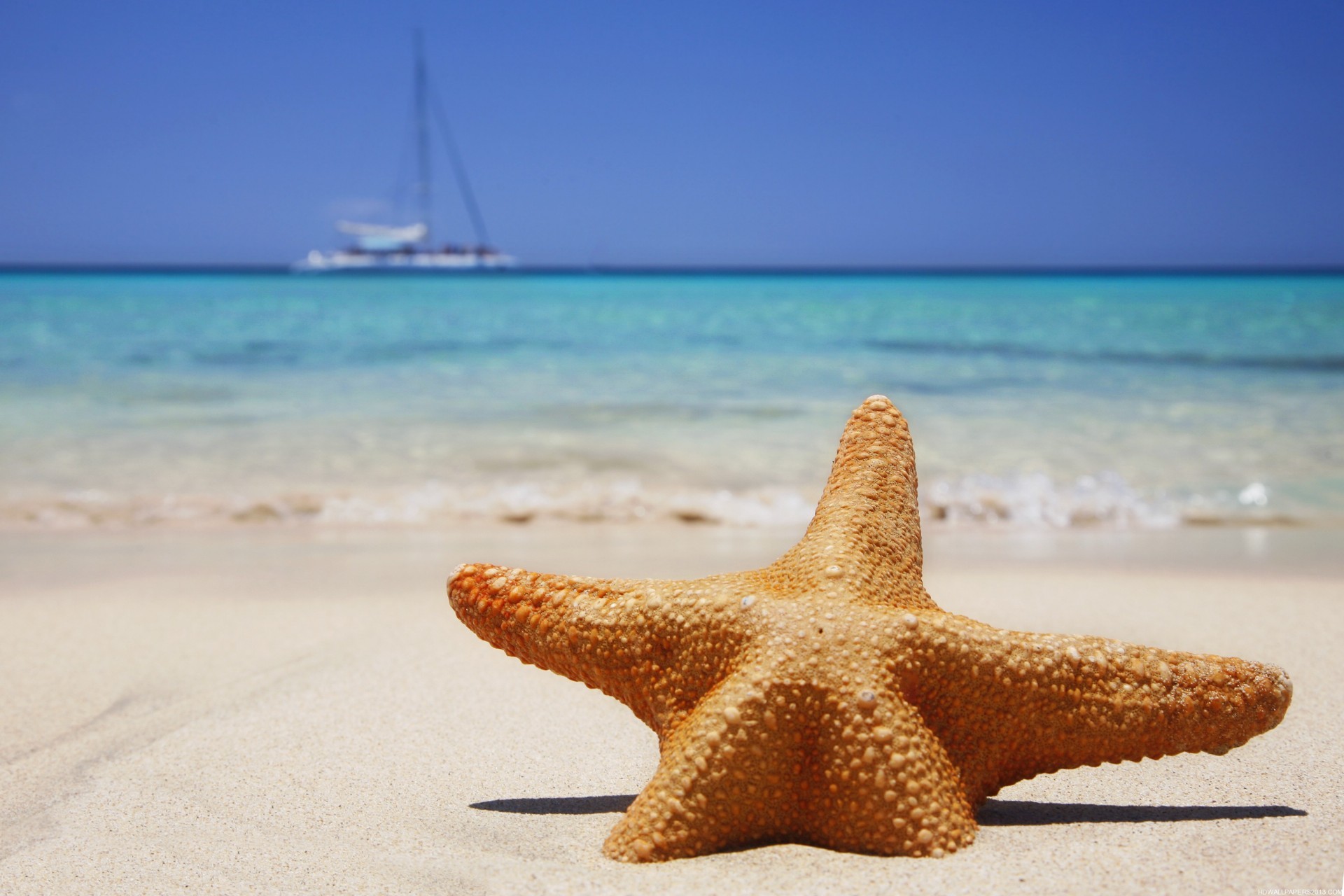 1920x1280 Starfish Beach Images
