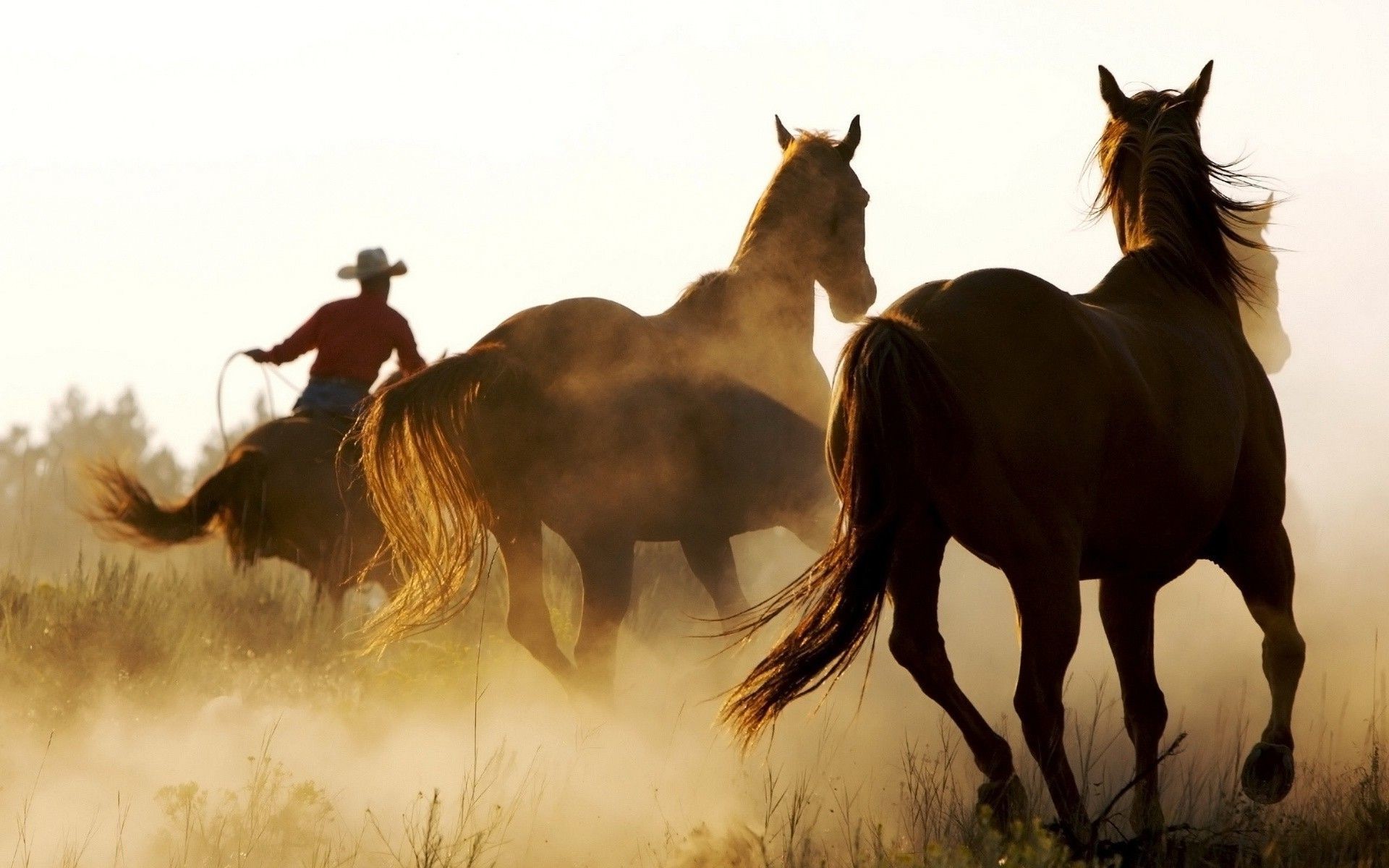 1920x1200 horse, Animals, Cowboys, Western Wallpapers HD