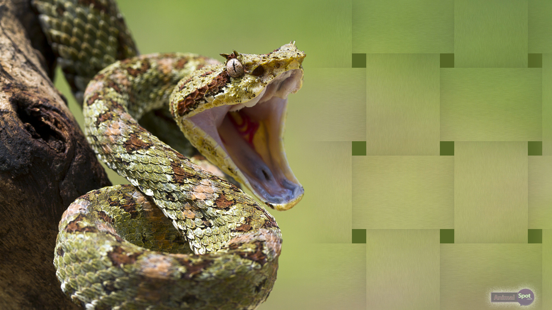 Diamond Back rattlesnake snake viper HD phone wallpaper  Peakpx