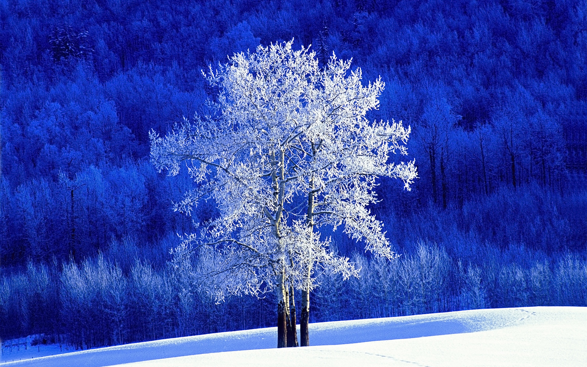 1920x1200 Frosted Aspen Tree