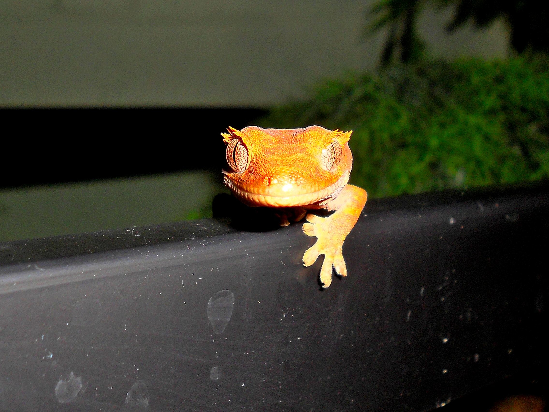 2272x1704 Reptiles images Crested Gecko Just Chillin HD wallpaper and background  photos