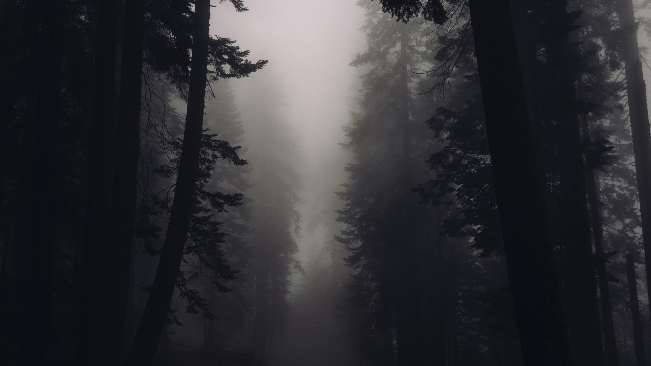 2560x1440 Fog in a sinister forest 4K. Â«Â«