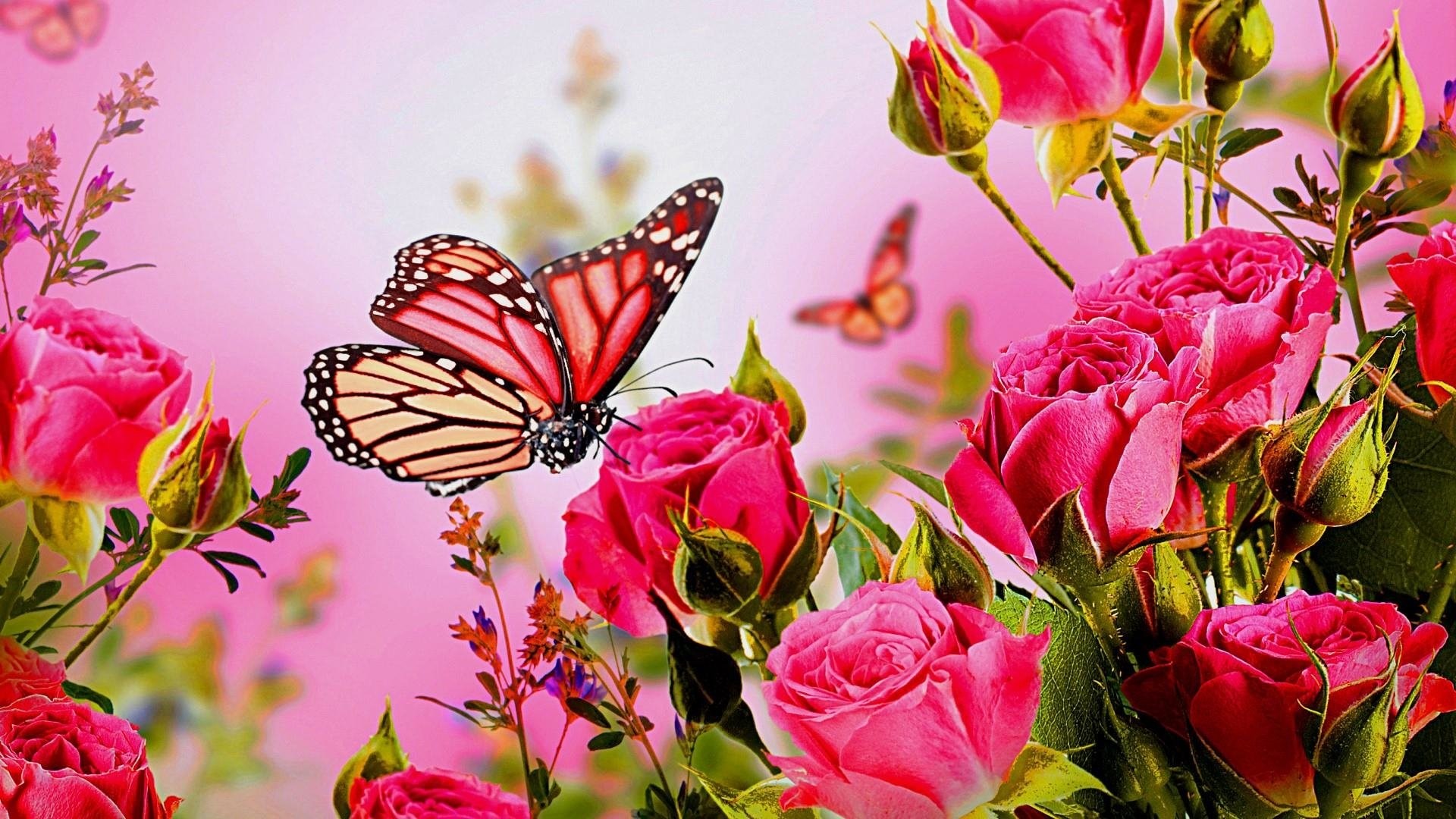 1920x1080 Pink Butterfly on Pink Roses
