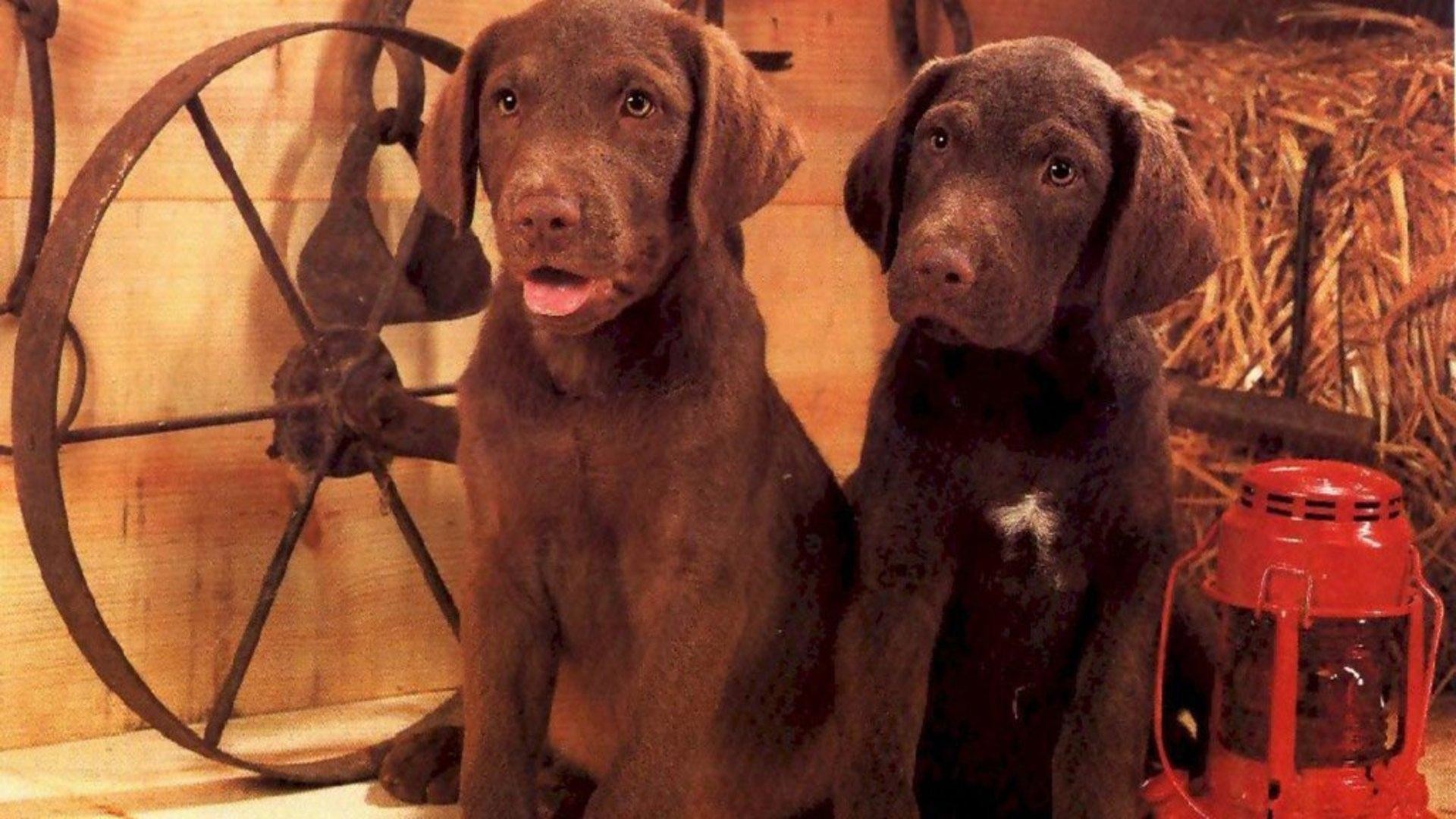 1920x1080 Two Chocolate Labs