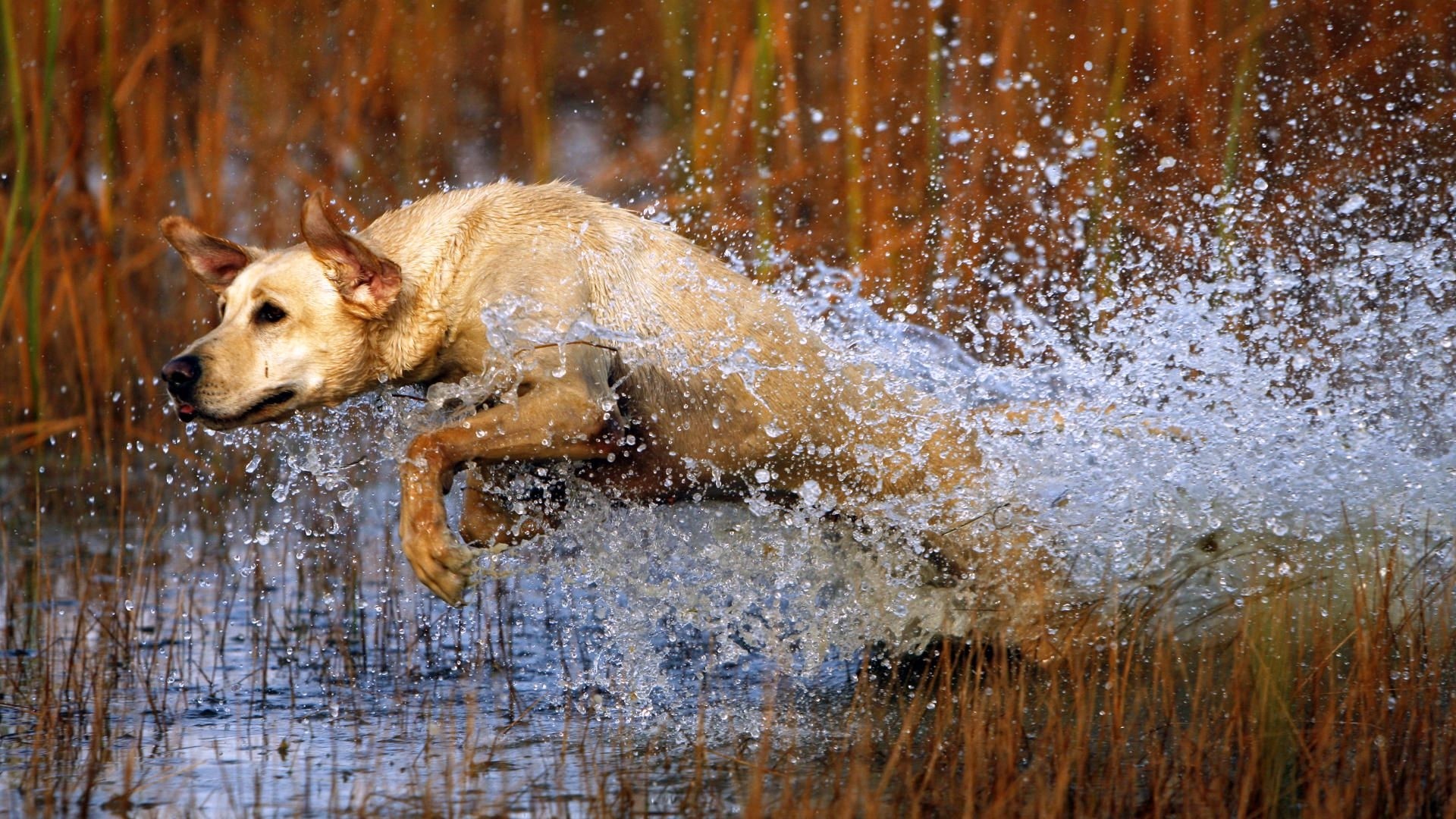 1920x1080 Wallpaper Dog, labrador, Jump, Water, Grass, Hunting