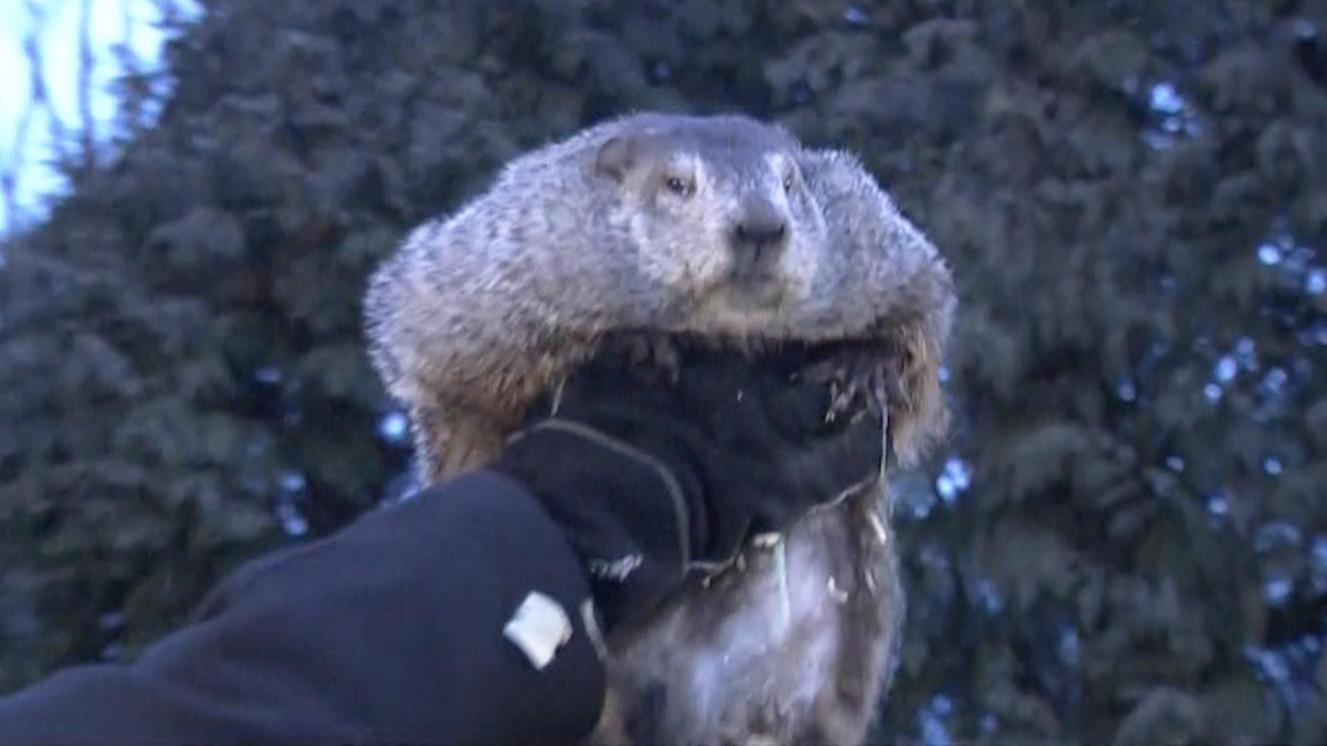 1920x1080 Groundhog Day: Punxsutawney Phil predicts 6 more weeks of winter - TODAY.com