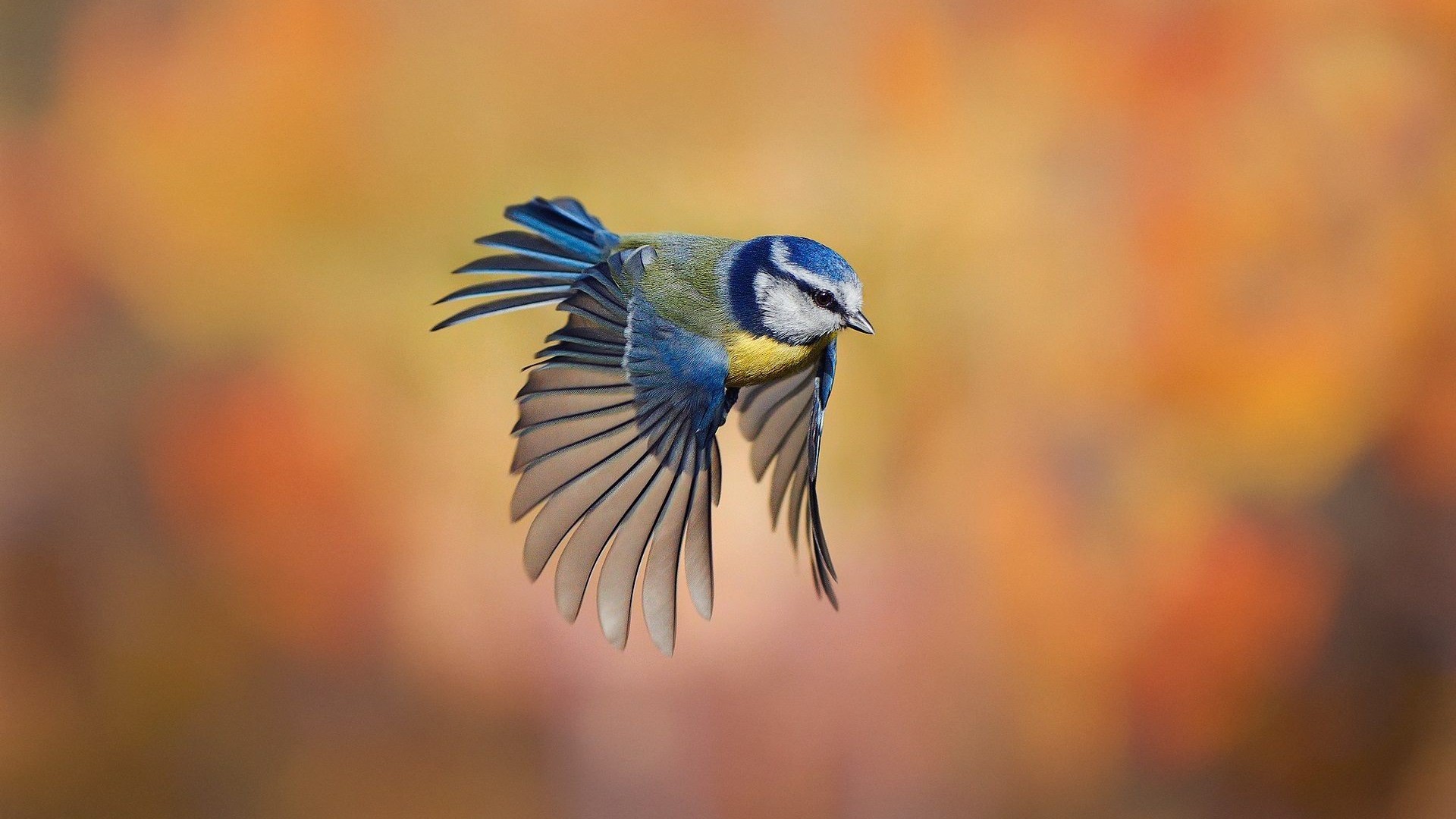 1920x1080 Blue Bird Flying HD Wallpaper