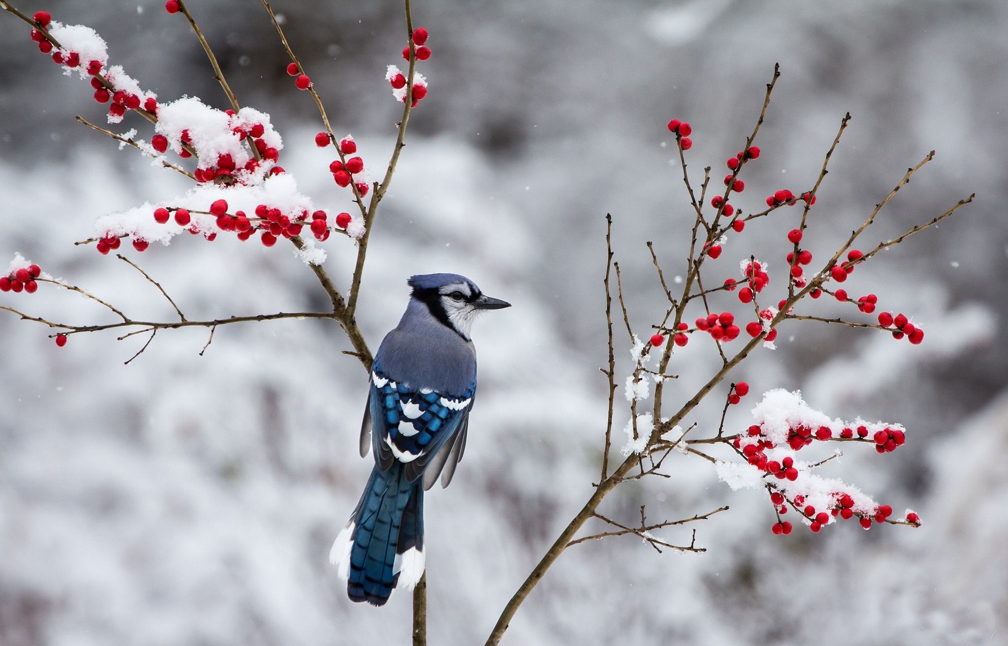 2048x1314 blue jay berries winter branches snow bird