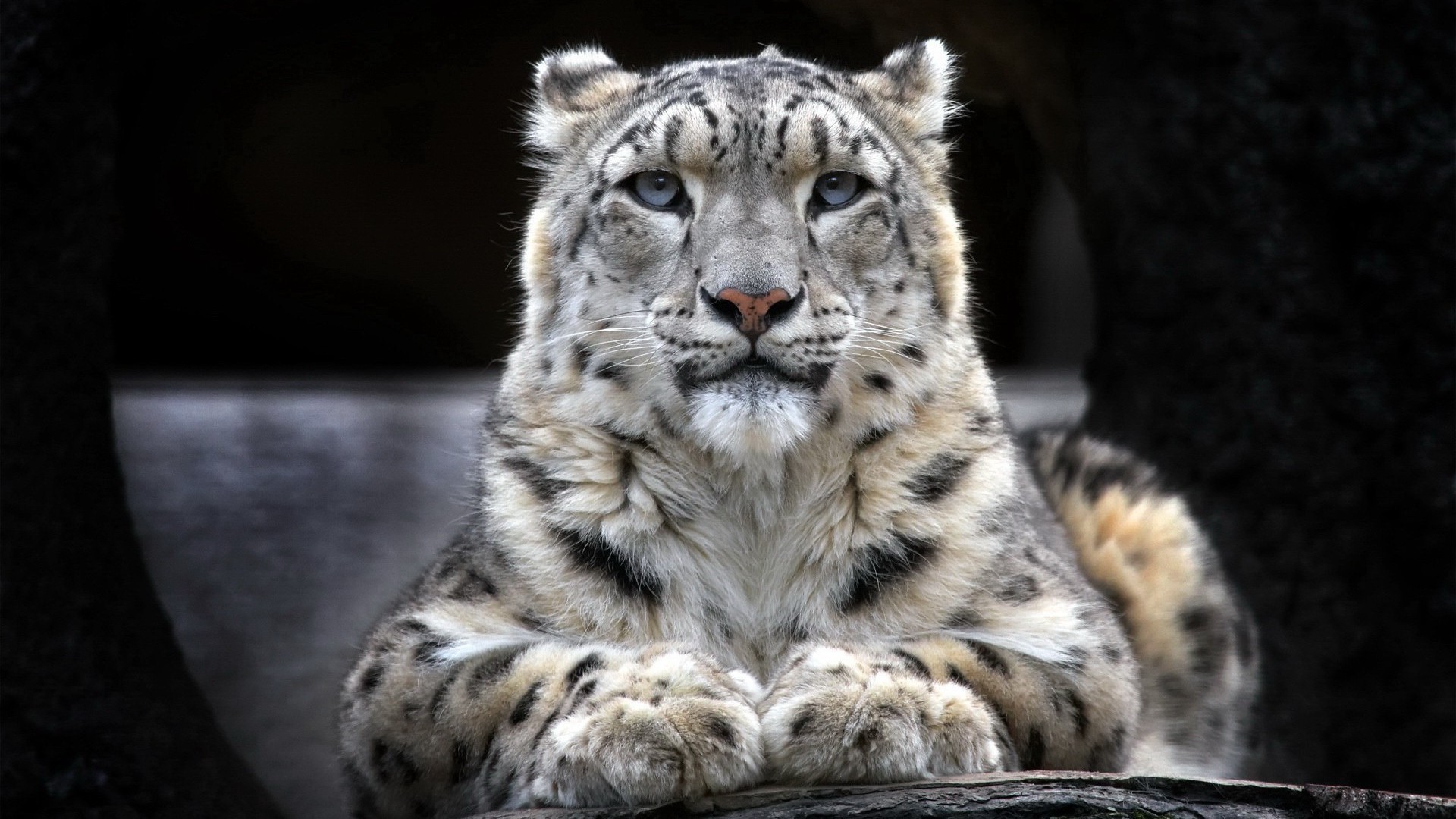 1920x1080 snow-leopard-2.jpg