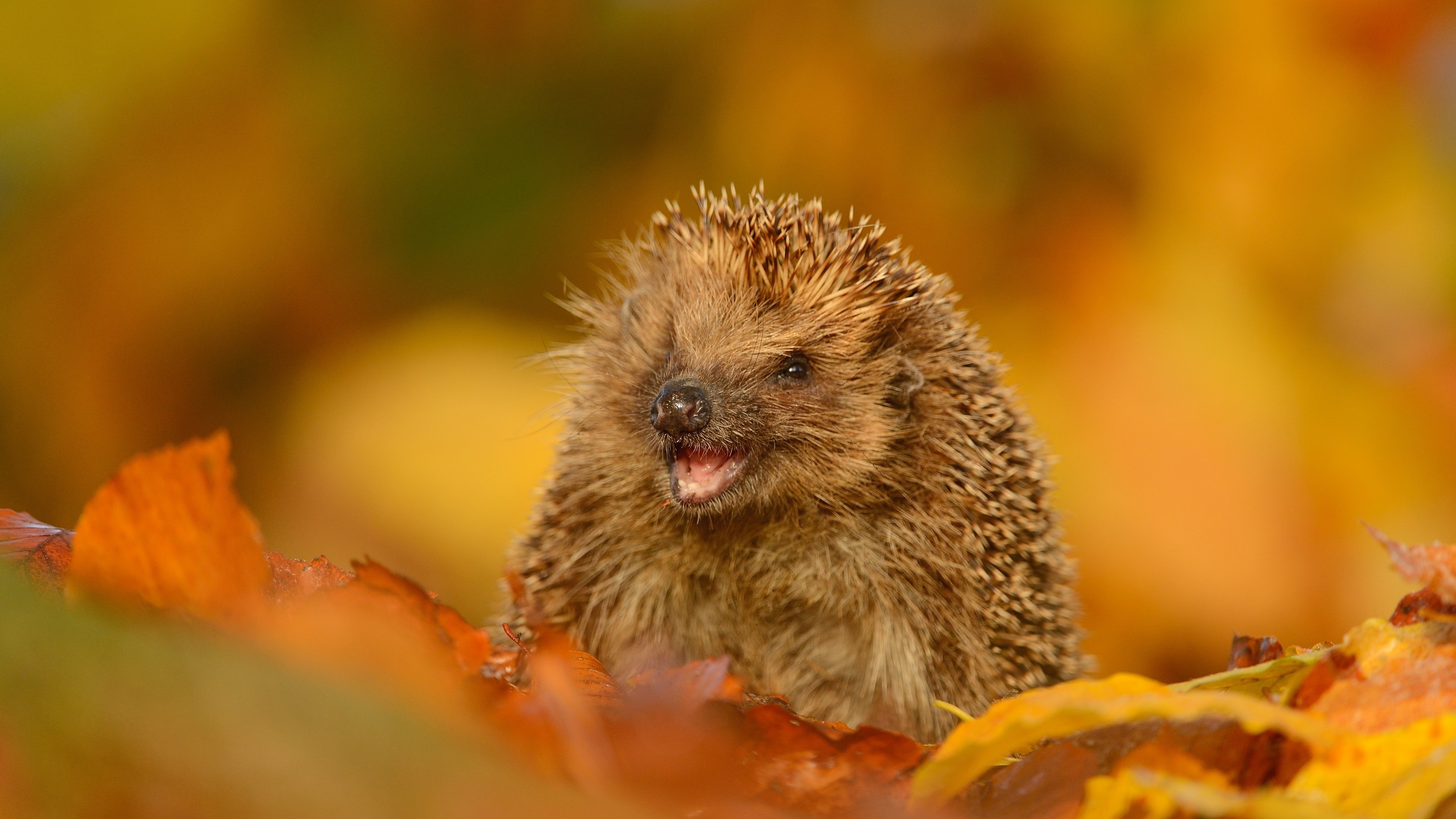 3840x2160  Wallpaper hedgehog, foliage, autumn, funny