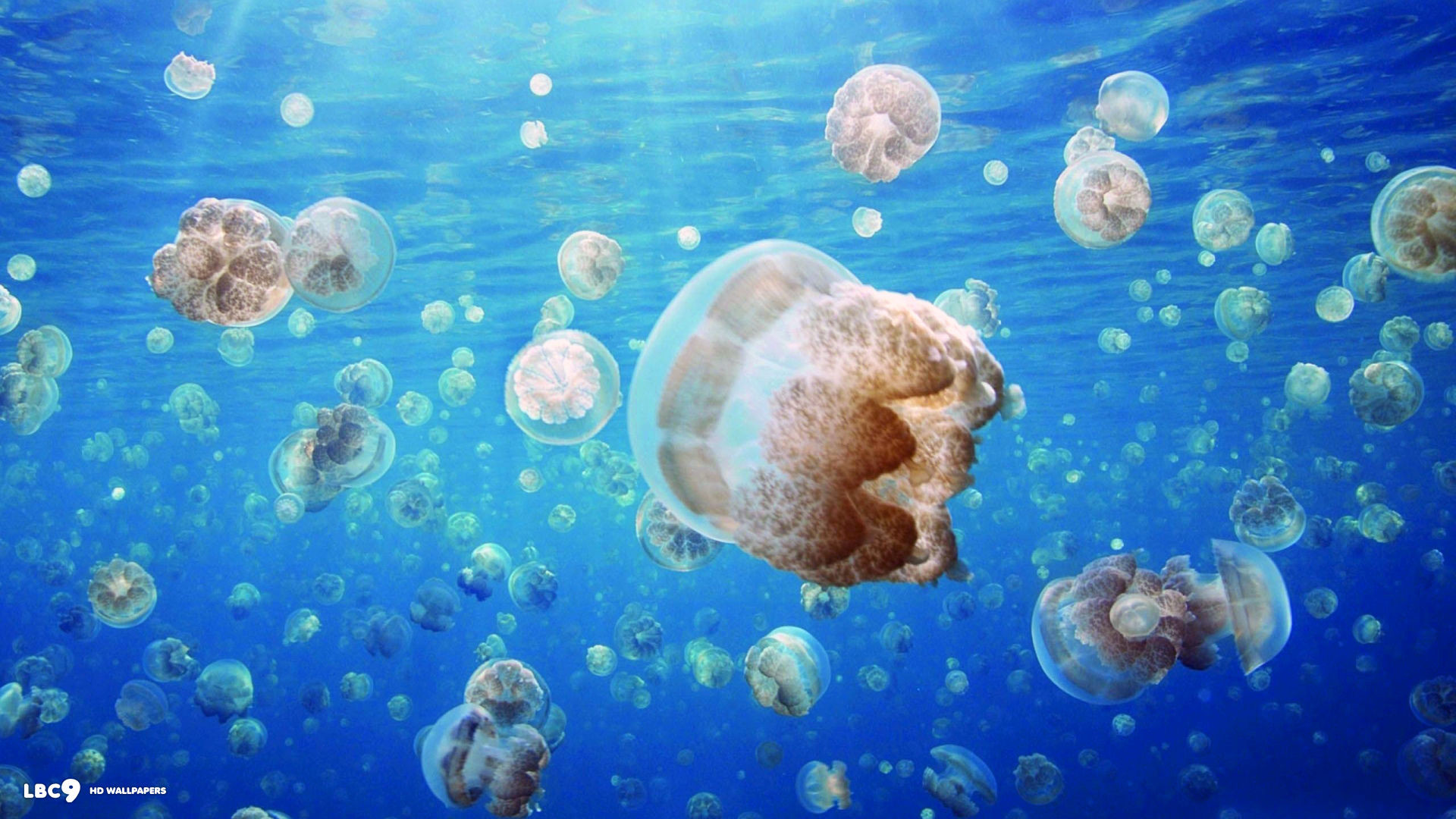 1920x1080 jellyfish invasion 