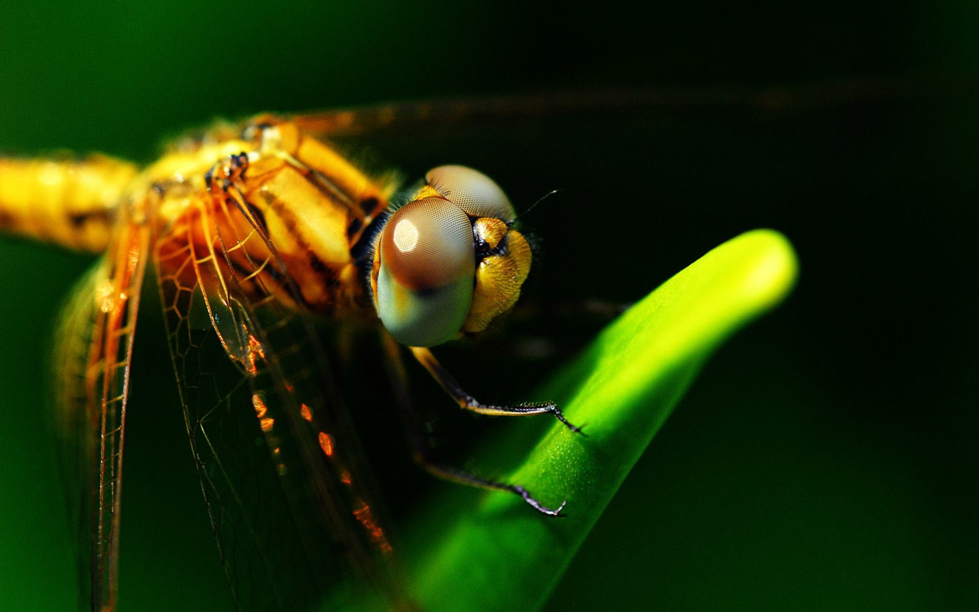 1920x1200 Dragonflies Eyes wallpapers and stock photos