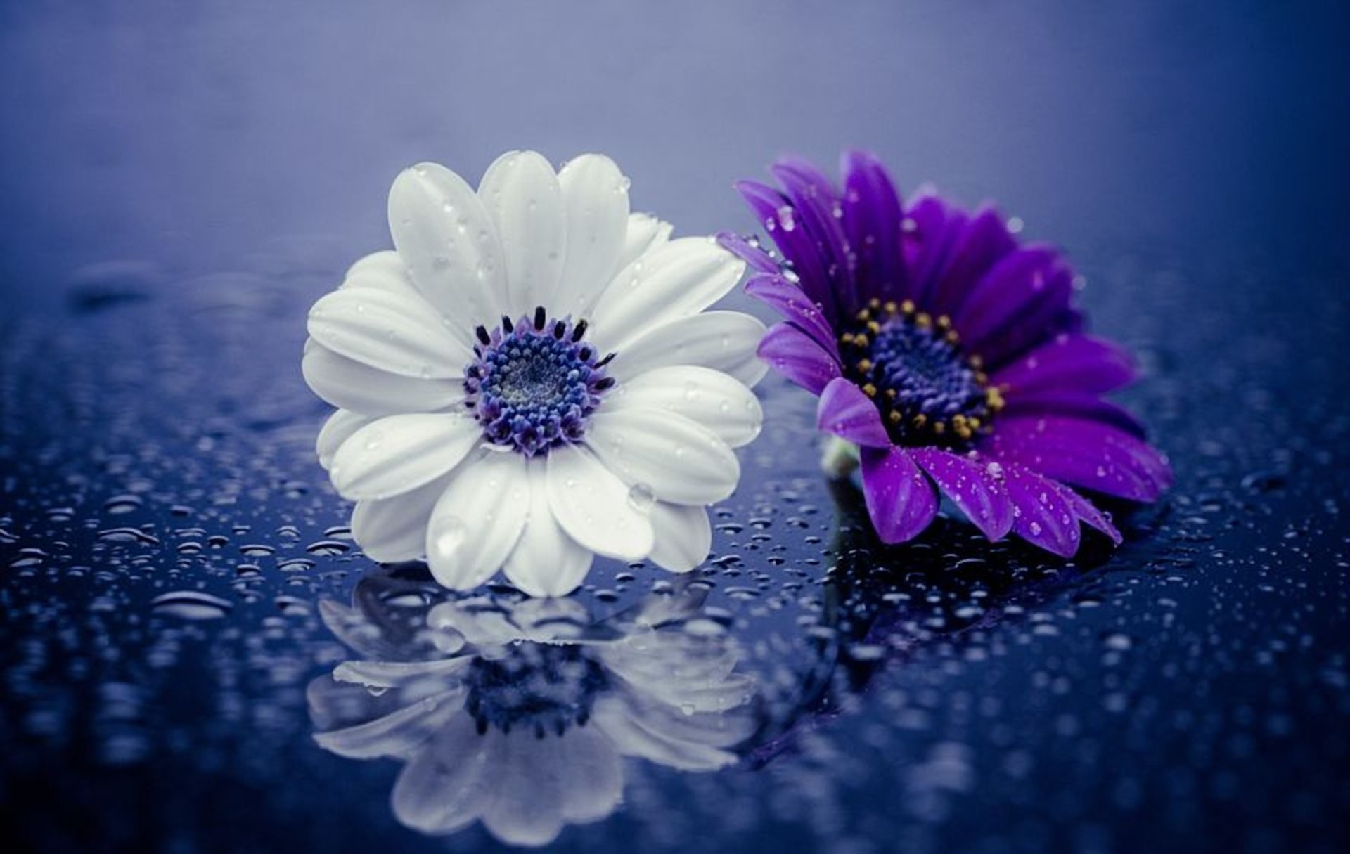 1920x1215 Earth - Daisy White Flower Flower Purple Flower Water Drop Close-Up  Wallpaper