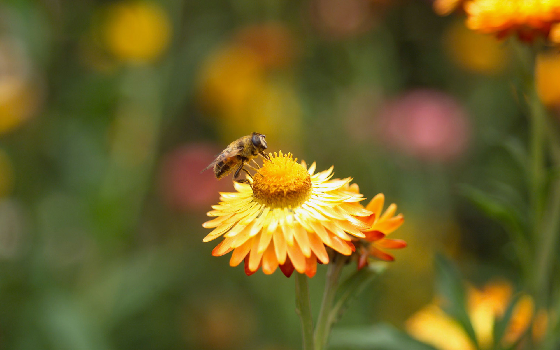 1920x1200 i love bee-bee love golden flower