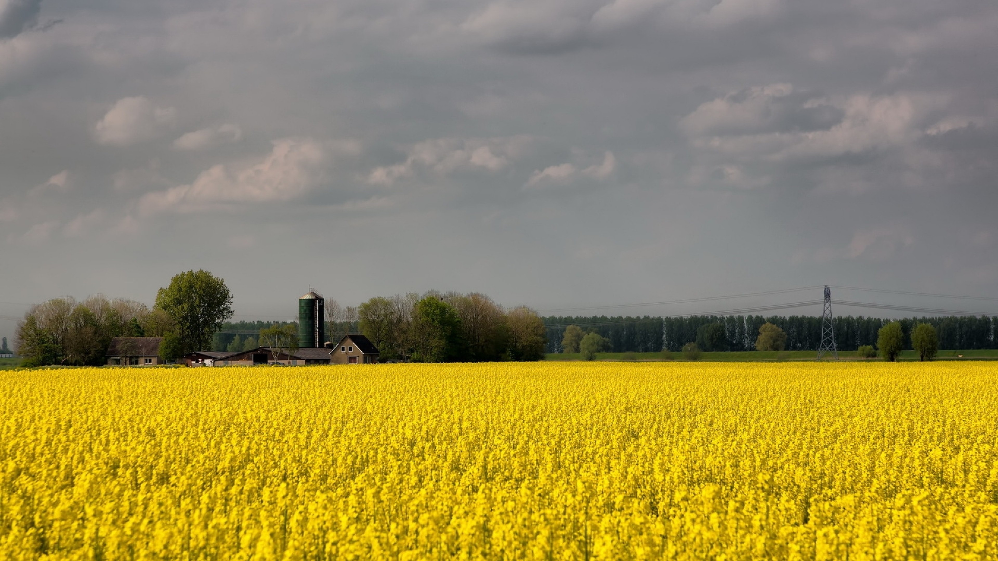 3840x2160  Wallpaper field, flowers, yellow, farm, agriculture, cloudy