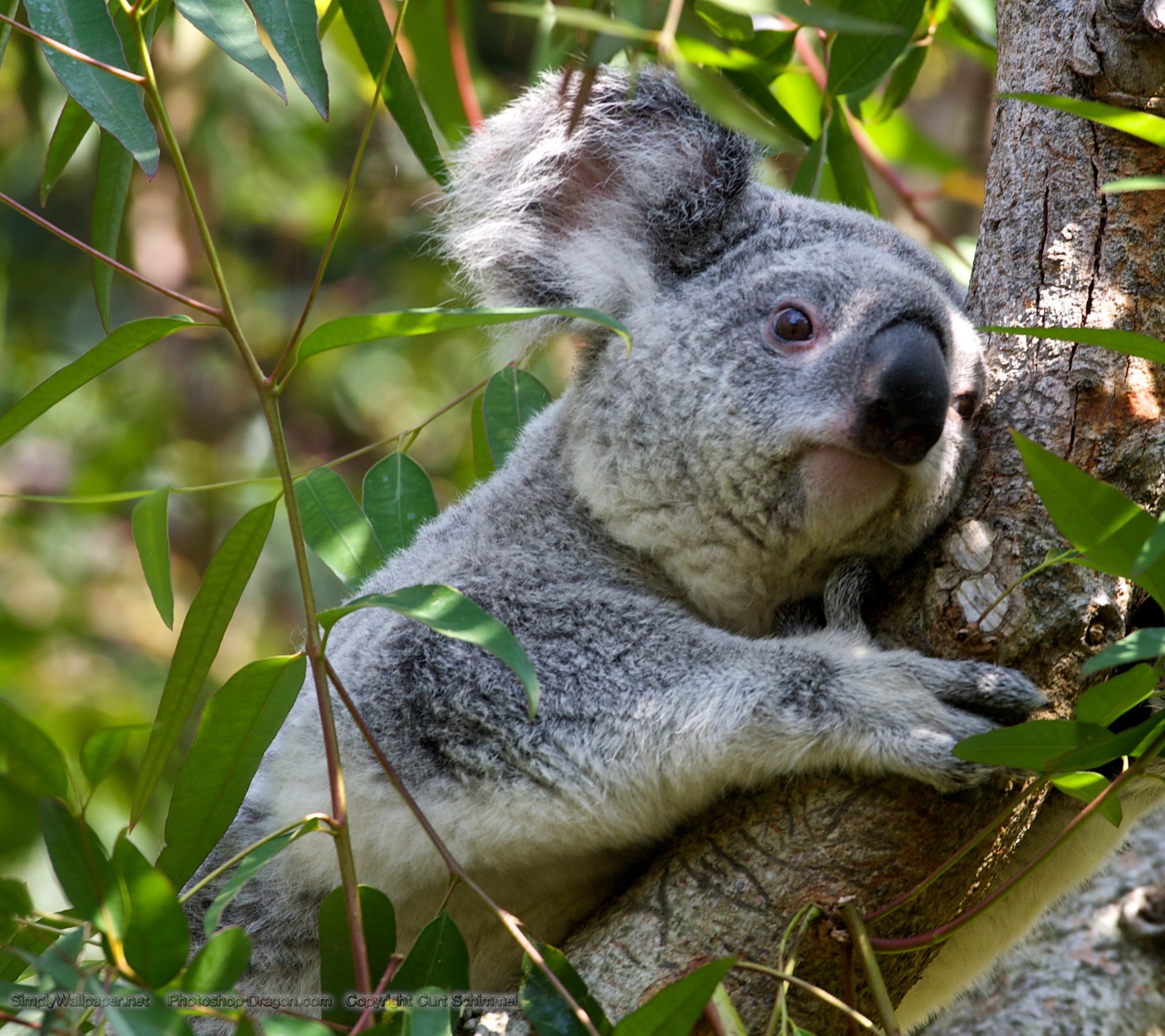 1920x1708 Grey Koala Bear wallpaper - Click picture for high resolution HD wallpaper