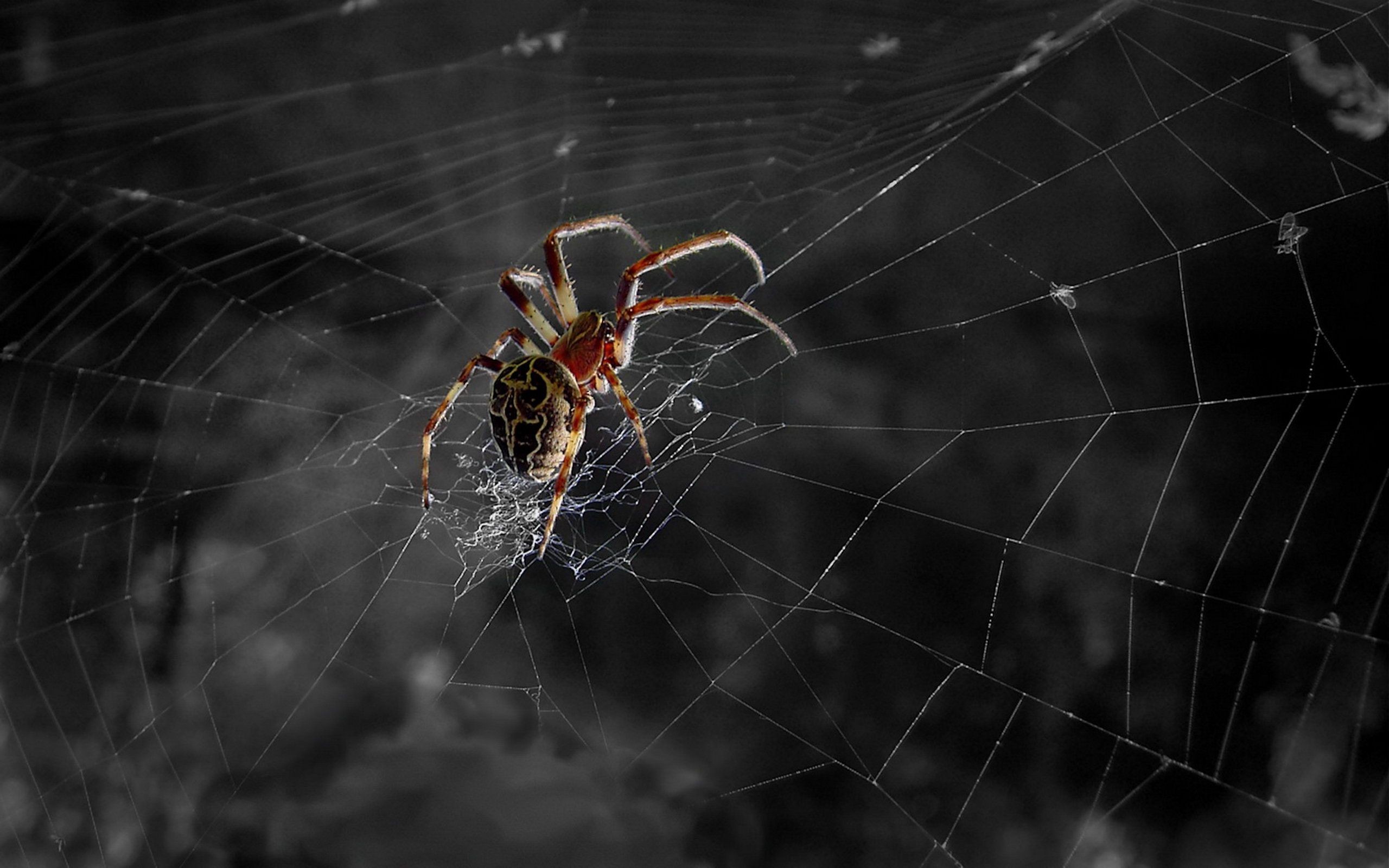 2560x1600 Animal - Spider Wallpaper