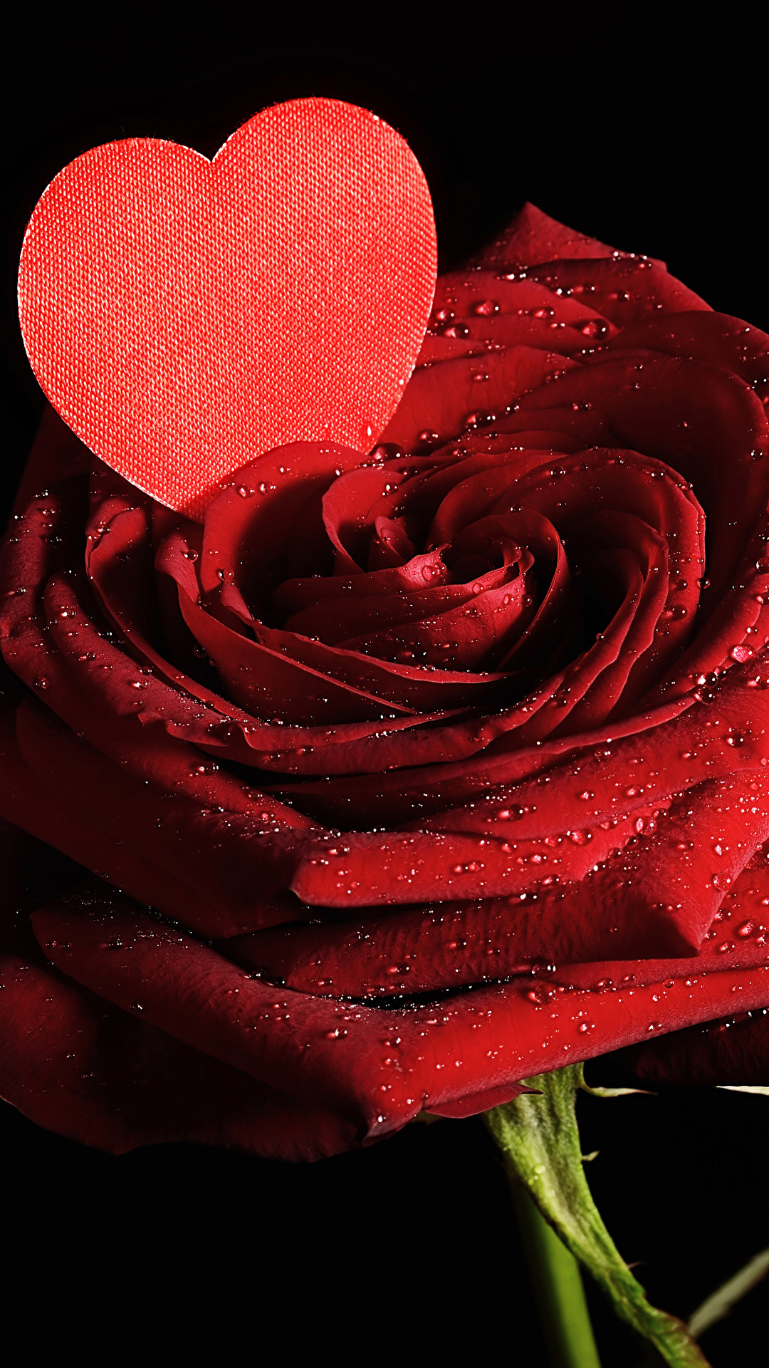 1080x1920 Wallpapers Valentine's Day Heart Red Roses Drops Flowers Black background  