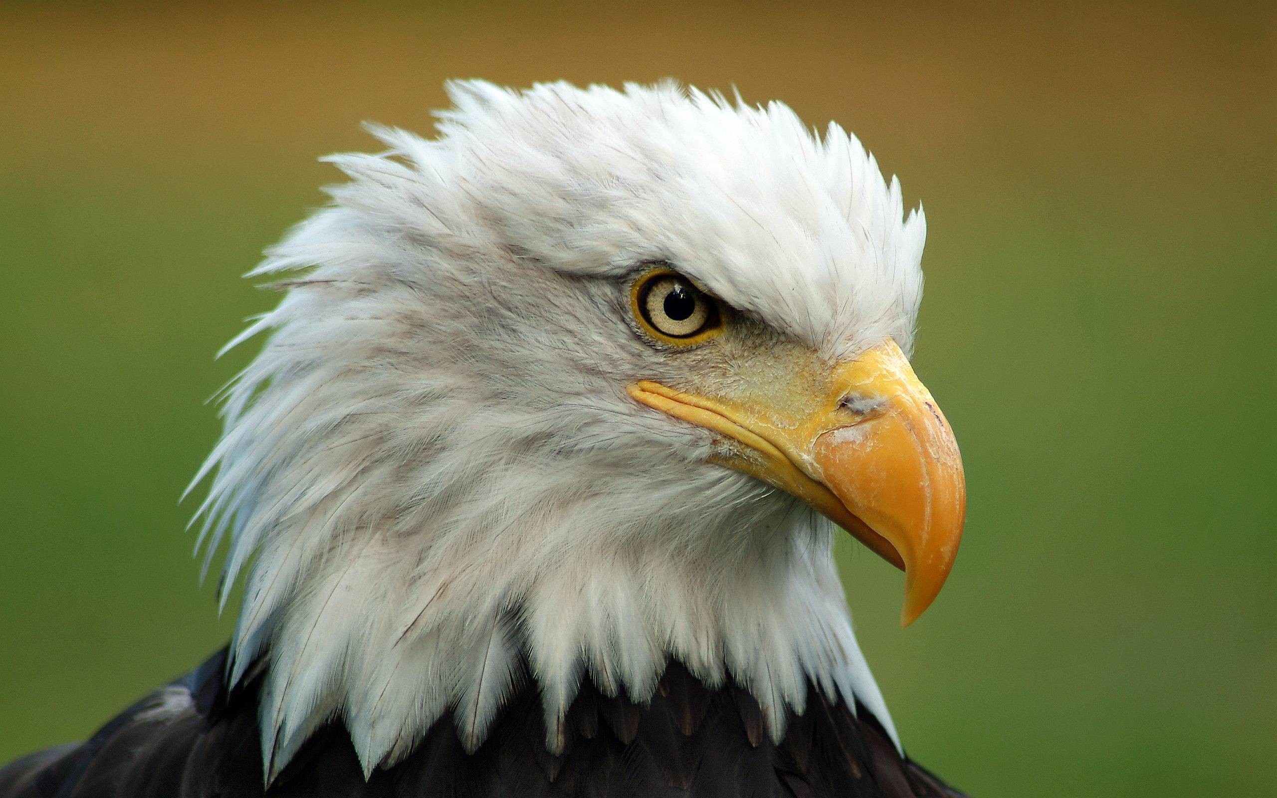 2560x1600 Majestic Bald Eagle Wallpapers | Pictures