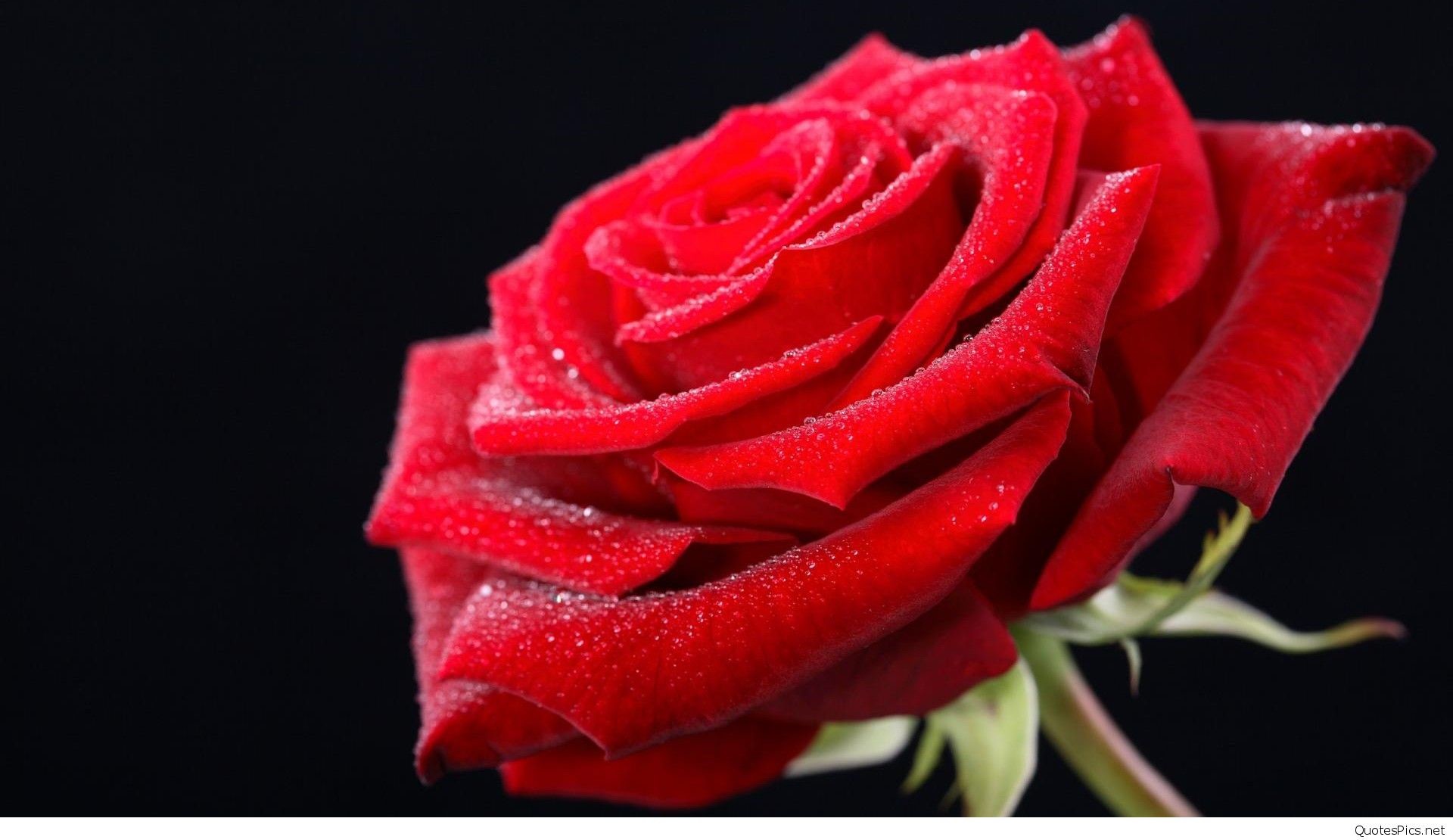 1920x1110 red-rose-day-rose-happy-valentines-day-wallpapers-