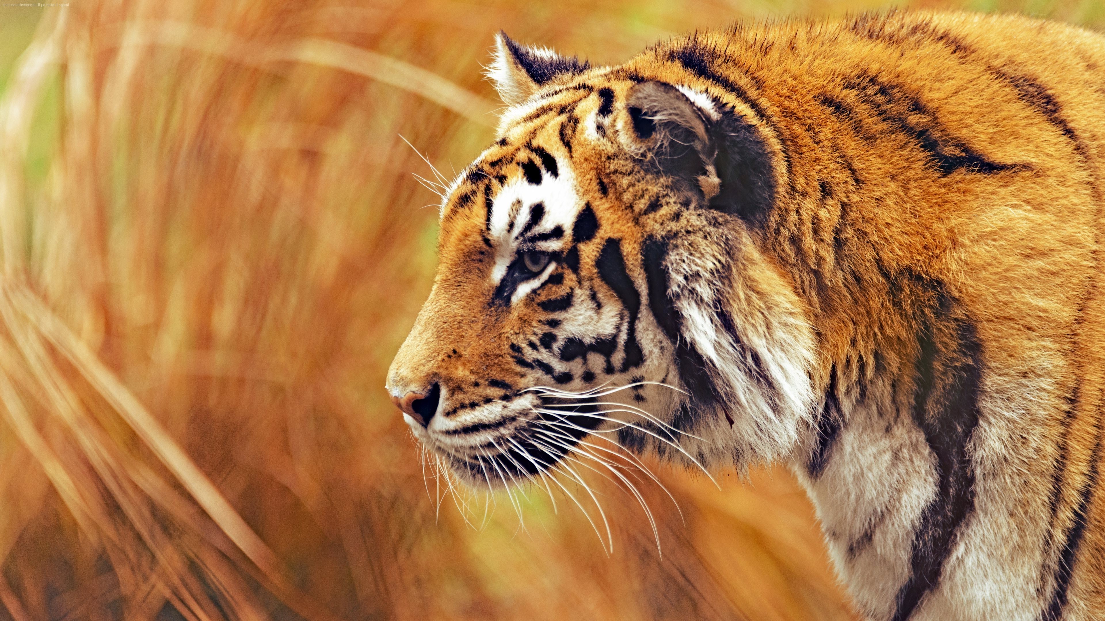 3840x2160 photography, Tiger, Animals, Big Cats Wallpapers HD / Desktop and Mobile  Backgrounds