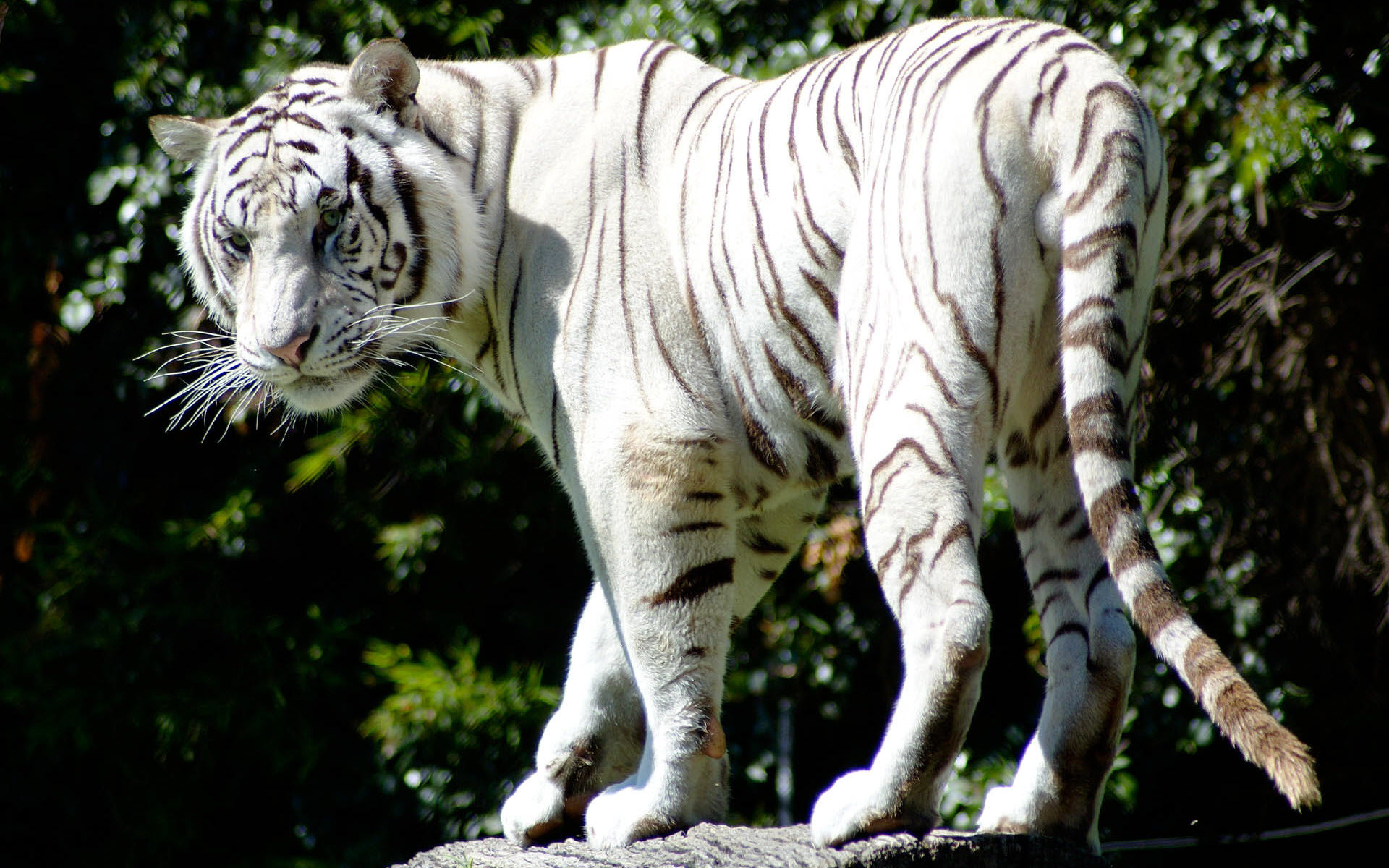 1920x1200 Rare White Tiger