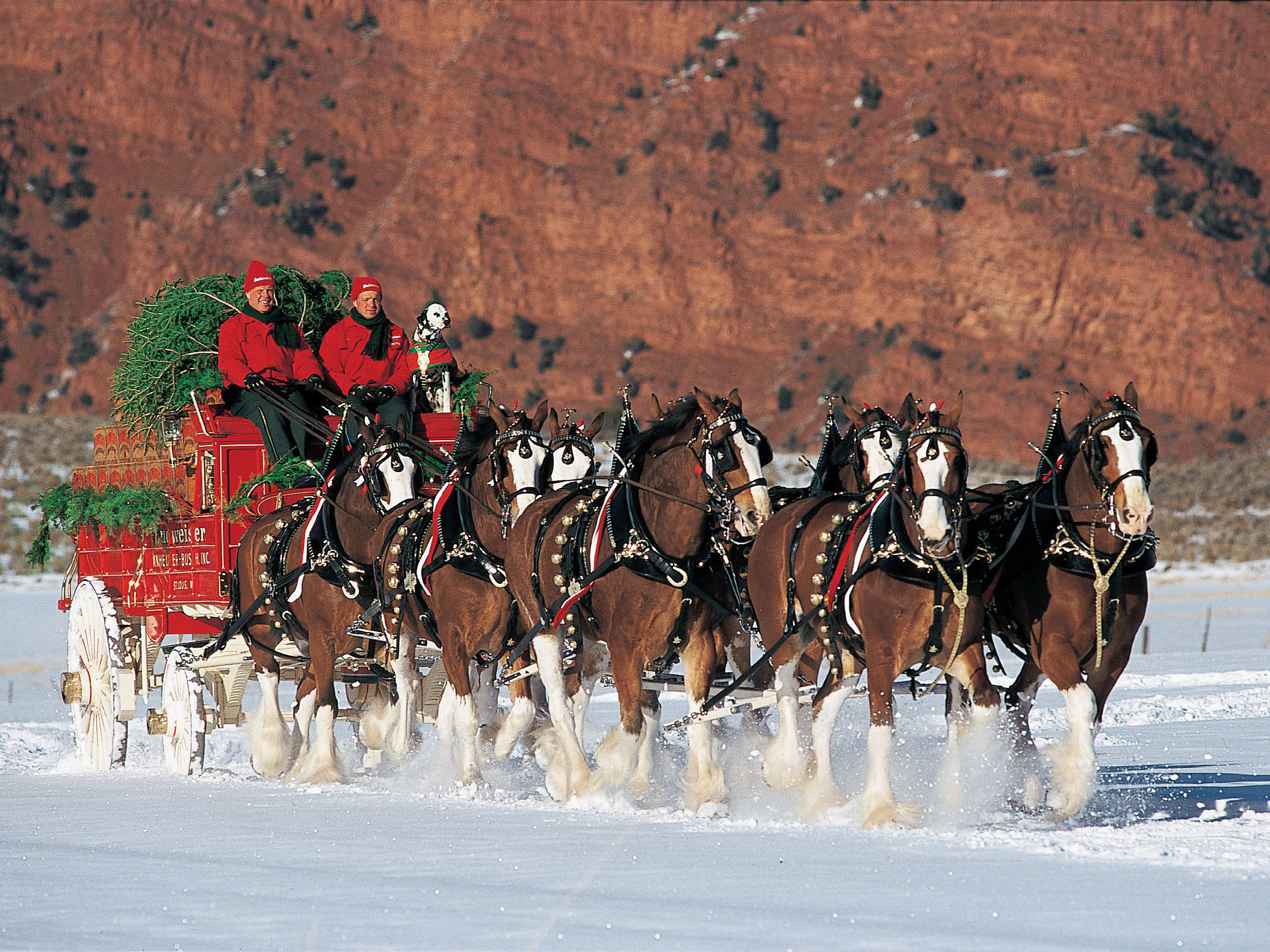 2110x1583 Budweiser Clydesdales Christmas Wallpaper | Budweiser Clydesdales
