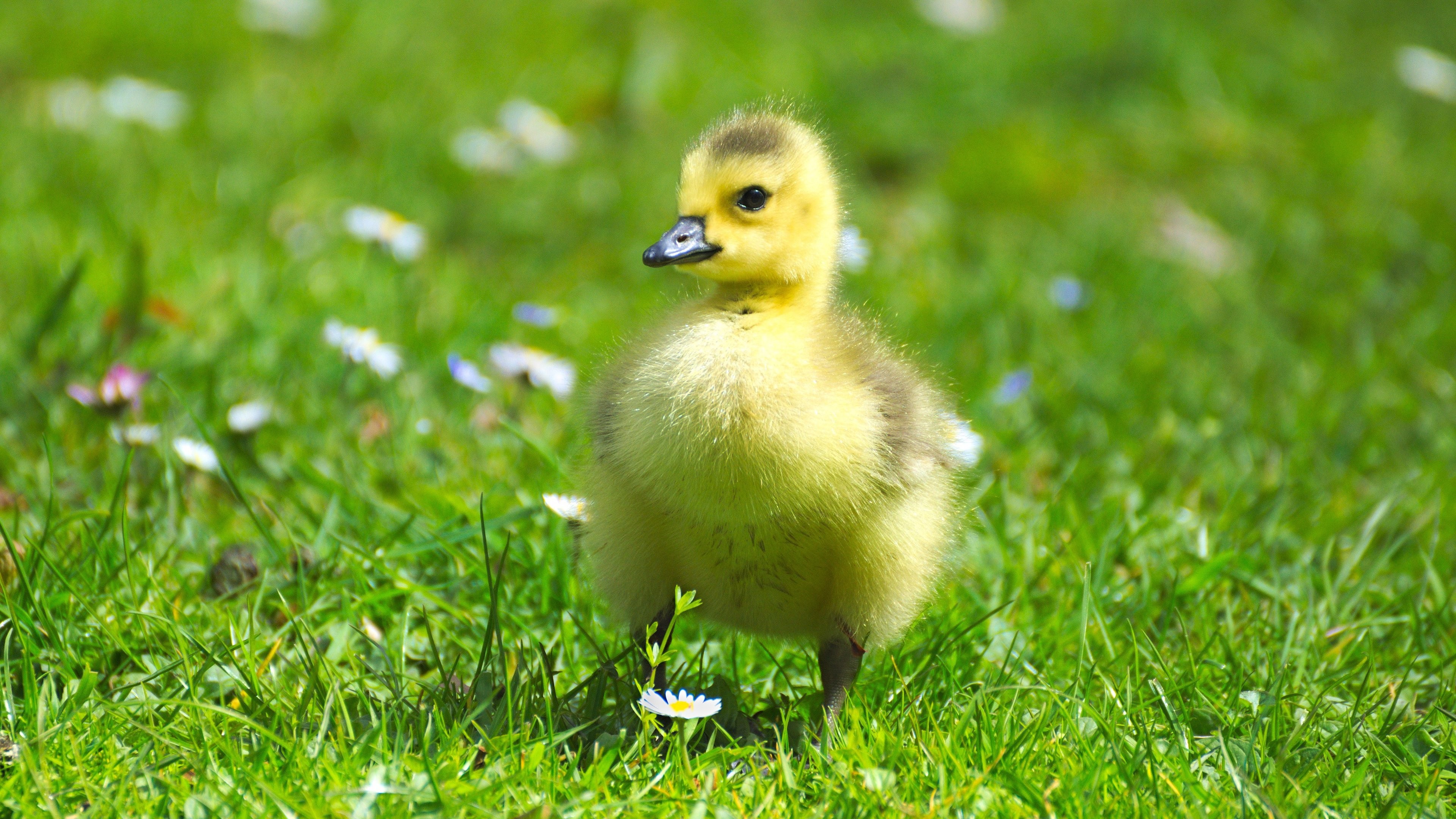 3840x2160 Fluffy Baby Goose