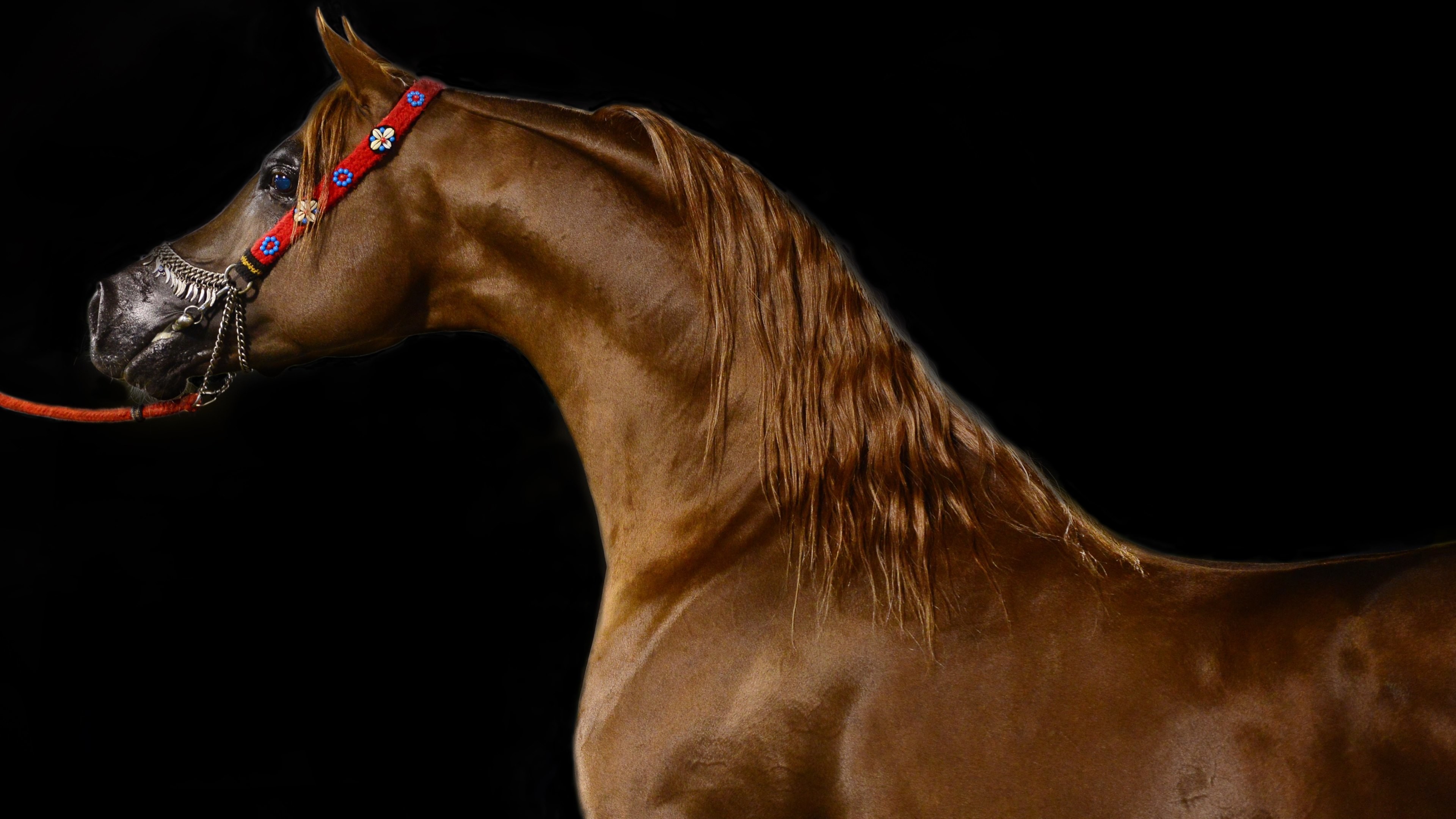 3840x2160 ... Arabian Horse Wallpaper ...
