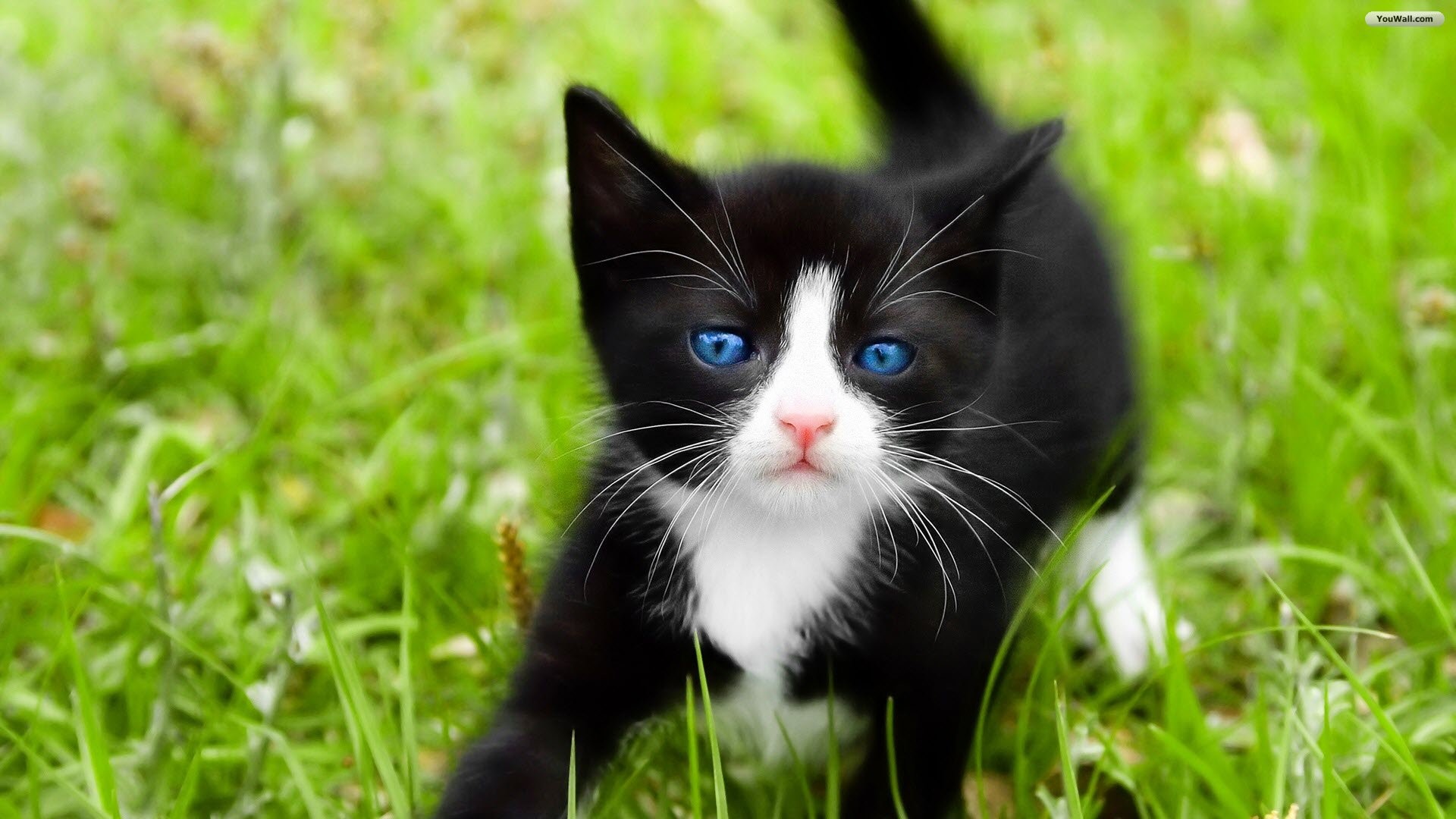 1920x1080 Black Cat With Blue Eyes Wallpaper