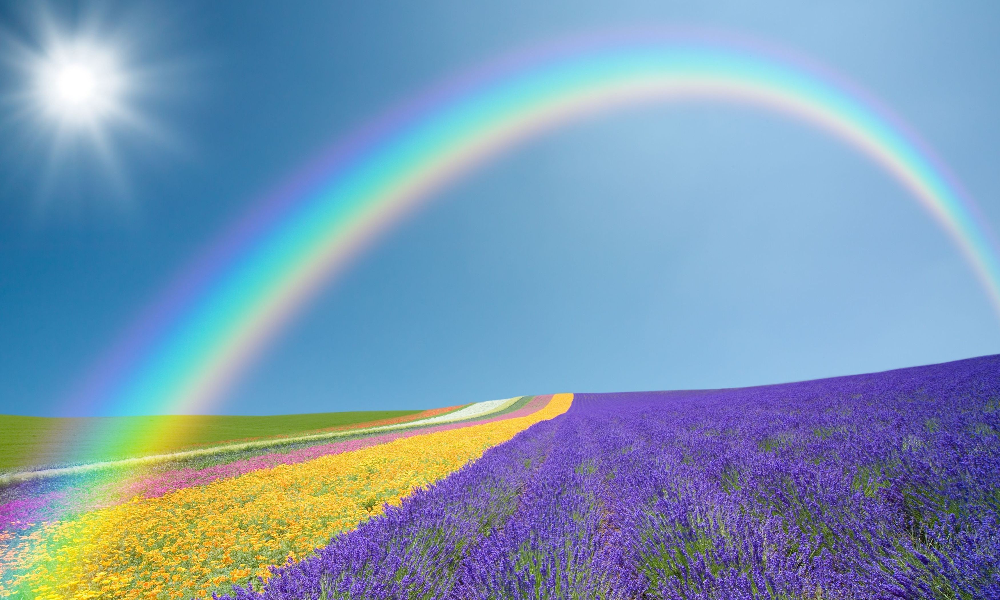 3500x2100 Field Of Yellow Flowers Wallpaper Lavender Flowers Field With Rainbow  Wallpapers