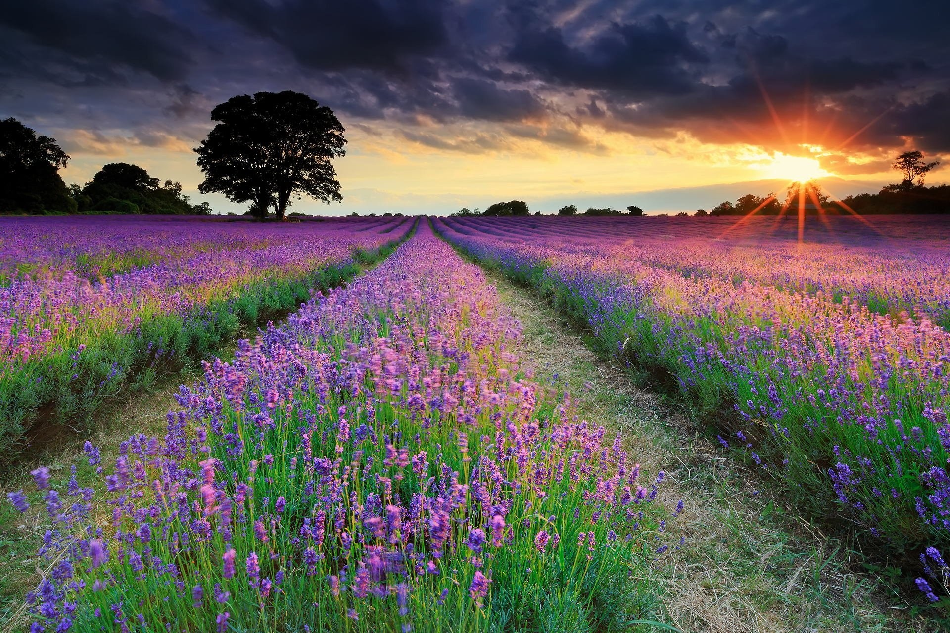 1920x1280 united kingdom summer night sun rays the field lavender