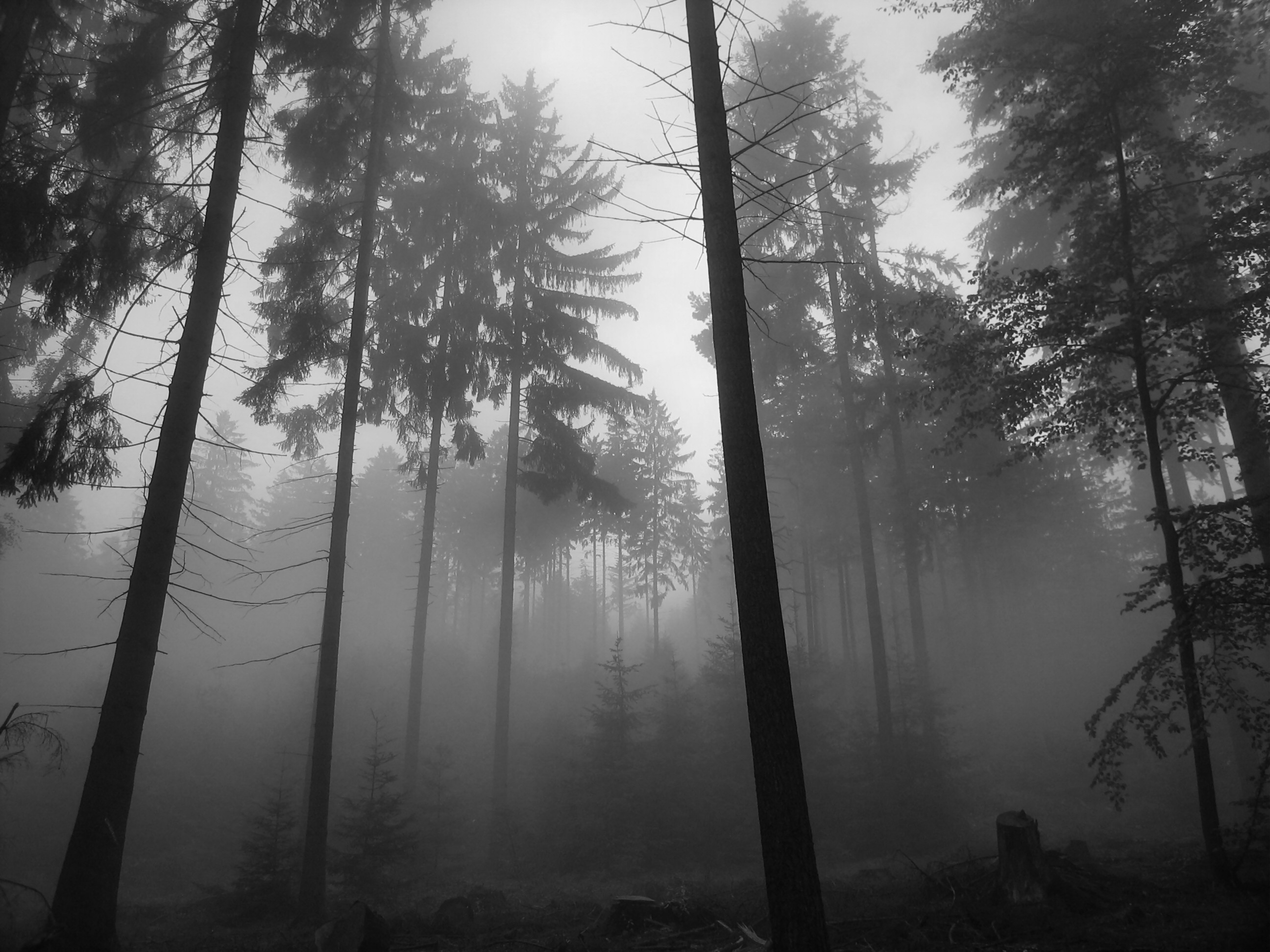2592x1944 Foggy Pine Forest Background HD Wallpapers