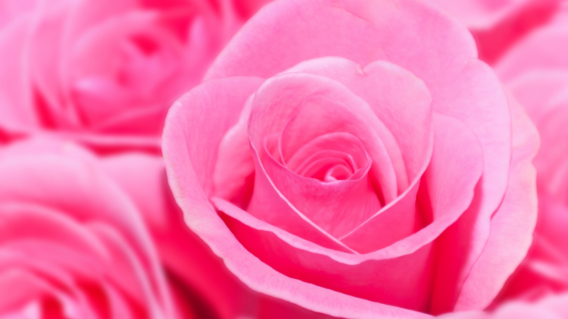 1920x1080 Pink Rose Wallpapers High Quality